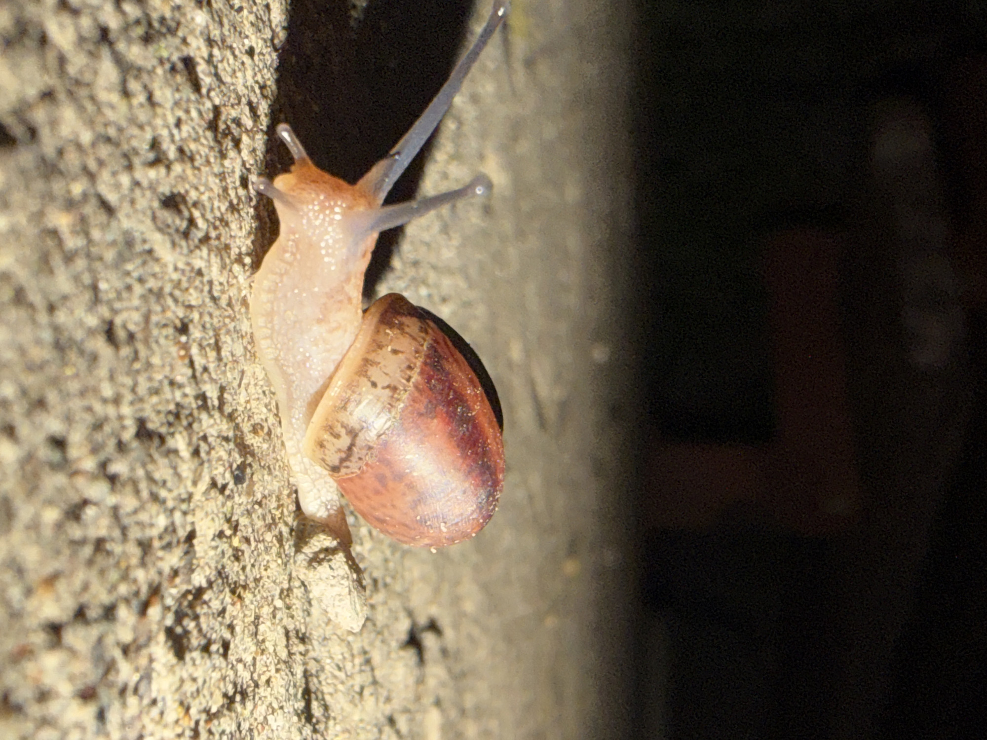 A snail is crawling on a rough, textured wall. The snail has a translucent, pale pink body with two long, slender antennae protruding from its head. The shell is a light brown color with darker brown markings. The wall is light in color and appears to be made of concrete or a similar material. To the right of the snail, the background fades into darkness. The photograph appears to have been taken in low-light conditions. There is no information that ties the location to Dubovaya, Russia.