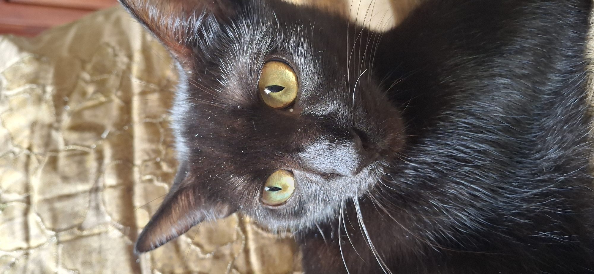 A black cat with yellow-green eyes is lying on a gold textured fabric. The cat is positioned at an angle, with its head tilted towards the viewer. The cat's fur appears short and sleek. The environment suggests an indoor setting. The city of Tinaquillo, Venezuela is not directly discernible from the image.