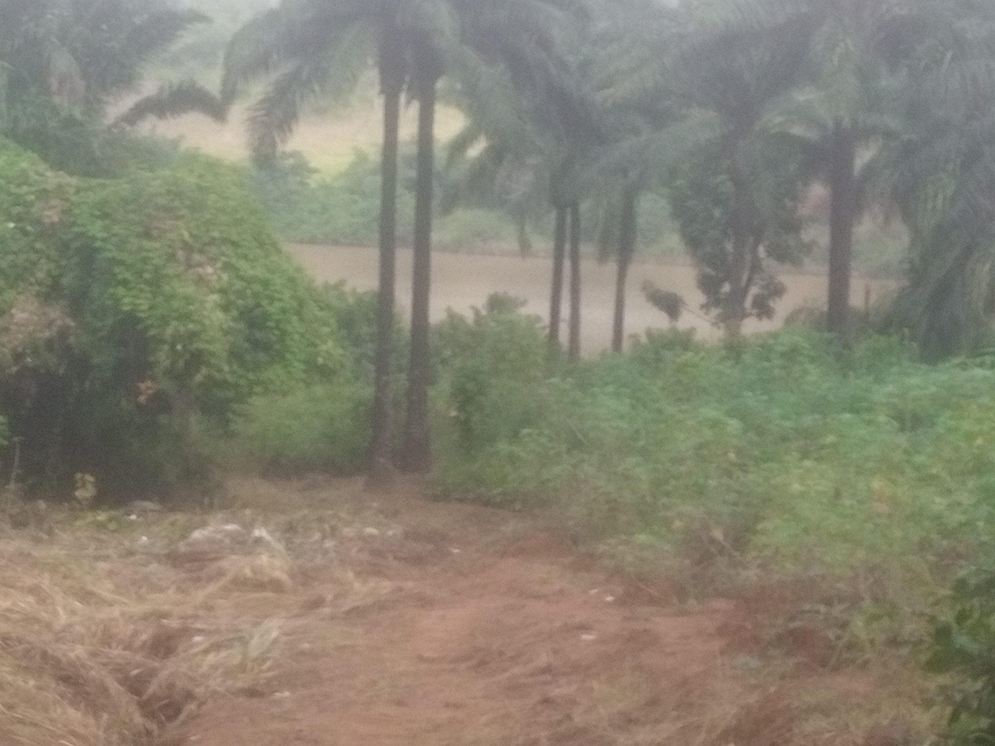 The image depicts a foggy, overgrown landscape in Nanka, Nigeria. A muddy path leads through dry grass and dense green foliage. In the background, tall palm trees are visible, some partially obscured by the mist. Beyond the trees, a body of water, possibly a river, is present. The scene appears natural and unmanicured, with a sense of wildness due to the dense vegetation and limited visibility. No people or specific structures are clearly discernible in the image. The overall impression is one of a remote, humid environment.