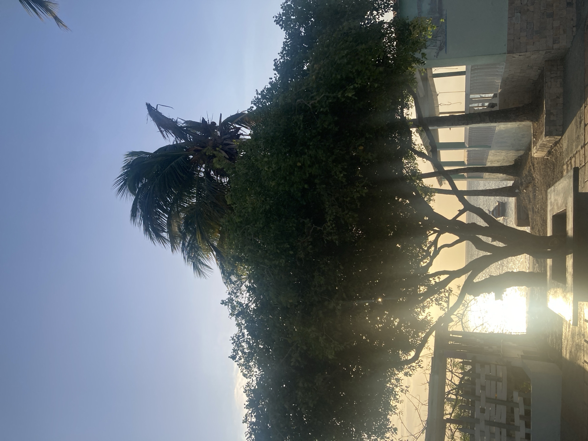 The image shows a view in Juan Griego, Venezuela, with a palm tree and a large leafy tree dominating the scene. Sunlight filters through the branches, creating a bright glow. Parts of a building with windows are visible behind the tree. The environment appears to be a coastal or waterfront area.