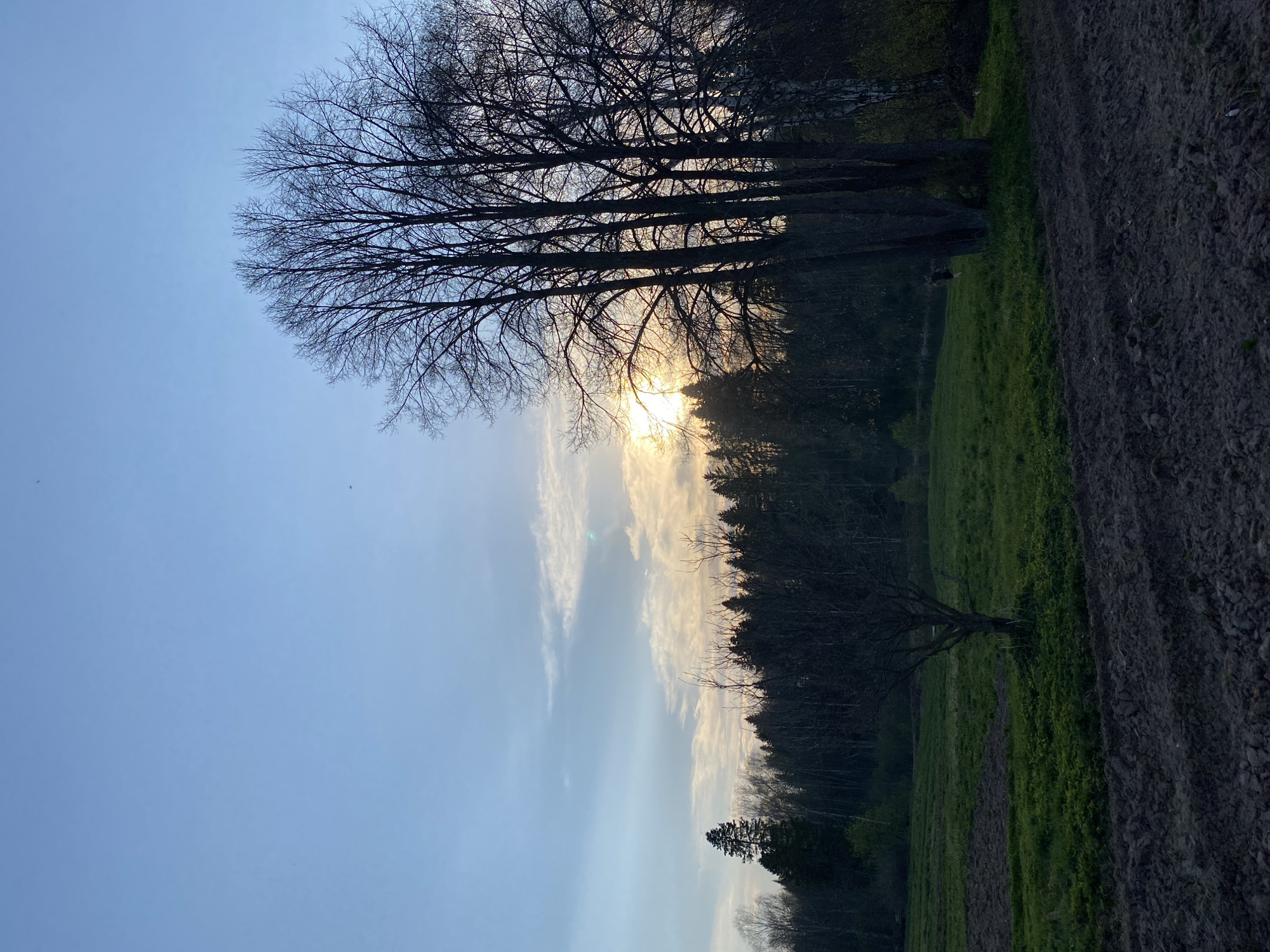 The image depicts a rural landscape at either sunrise or sunset. The location is Баклуши, Russia. A row of bare trees silhouettes against a bright sky where the sun is partially obscured. The lower portion of the image shows a field with patches of green vegetation and tilled soil.