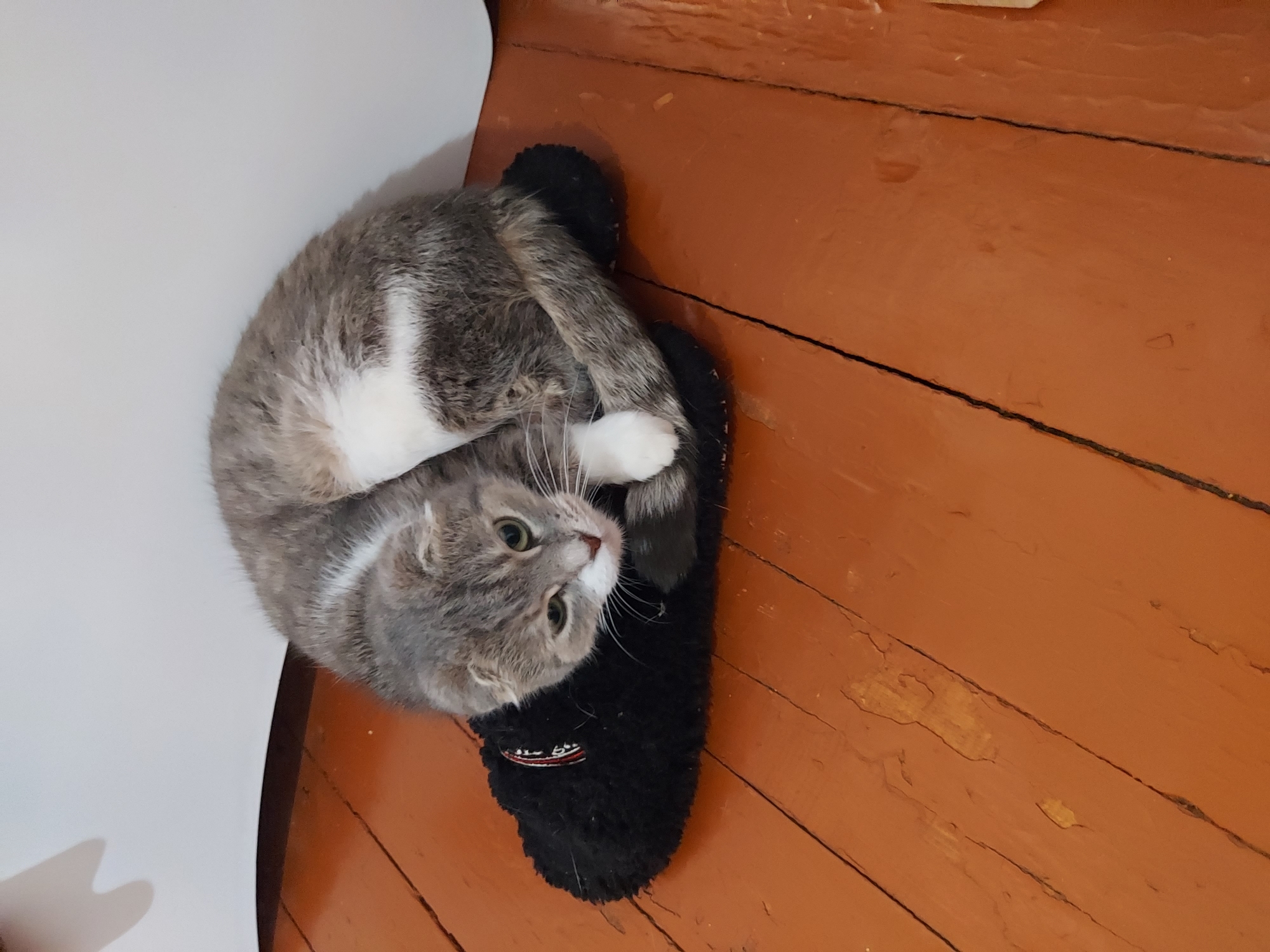 A high-angle indoor shot depicts a domestic cat curled up on a black slipper on a wooden floor in Unknown, Unknown. The cat, exhibiting grey and white fur with distinctive folded ears suggestive of a Scottish Fold breed, possesses light green eyes and a white muzzle. Its body is tightly coiled, with white paws visible. The cat's head is slightly raised, looking towards the viewer with a placid expression. It rests on a single, fluffy black slipper which has a small red and white tag or label on its side. The floor is composed of wooden planks, painted a matte reddish-brown or terracotta color, showing visible seams and areas of chipped paint that reveal lighter wood underneath. A plain, light-colored wall serves as the background, against which a faint, indistinct shadow is cast in the upper left corner.