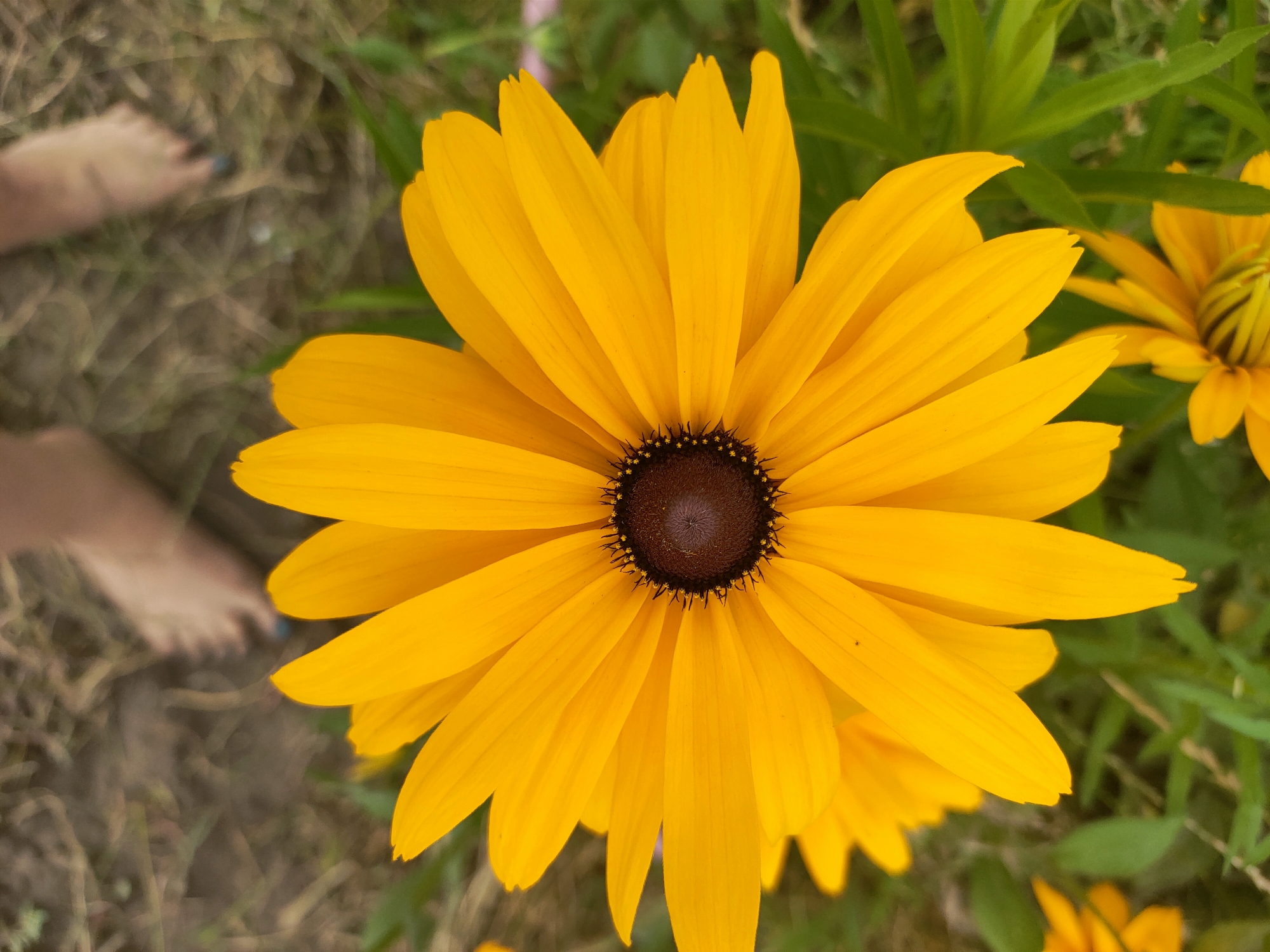 In Kremenchuk, Ukraine, a close-up shot focuses on a vibrant yellow Black-eyed Susan flower with a dark brown center. The petals are sharply defined, radiating outwards. In the blurred background to the left, a person's bare feet are visible, with the toes of the left foot painted blue. The ground beneath appears to be a mix of dry grass and soil. Green foliage surrounds the flower, suggesting an outdoor setting, possibly a garden or park.