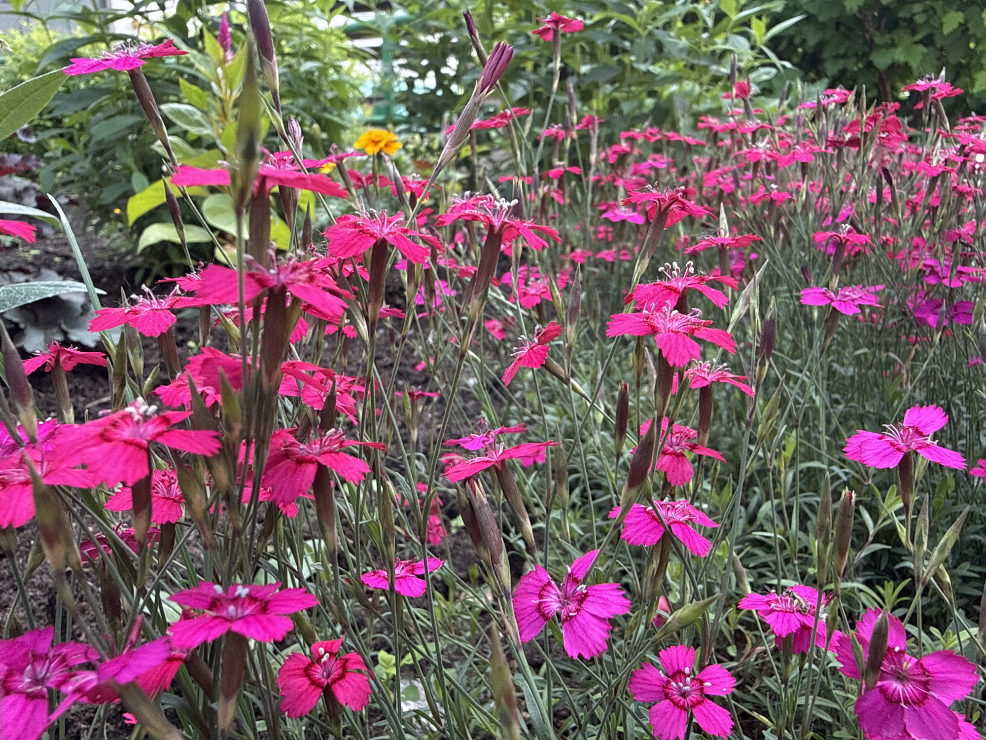 A cluster of bright pink dianthus flowers bloom in a garden, with green foliage and a blurred background suggesting an outdoor setting. The flowers, characterized by their fringed petals, are the primary focus, interspersed with thin, green stems and some unopened buds. The ground beneath is dark and appears to be soil. The overall scene evokes a natural, possibly domestic garden environment. There is no discernible indication of the city of Chaikovsky, Russia, within the image.