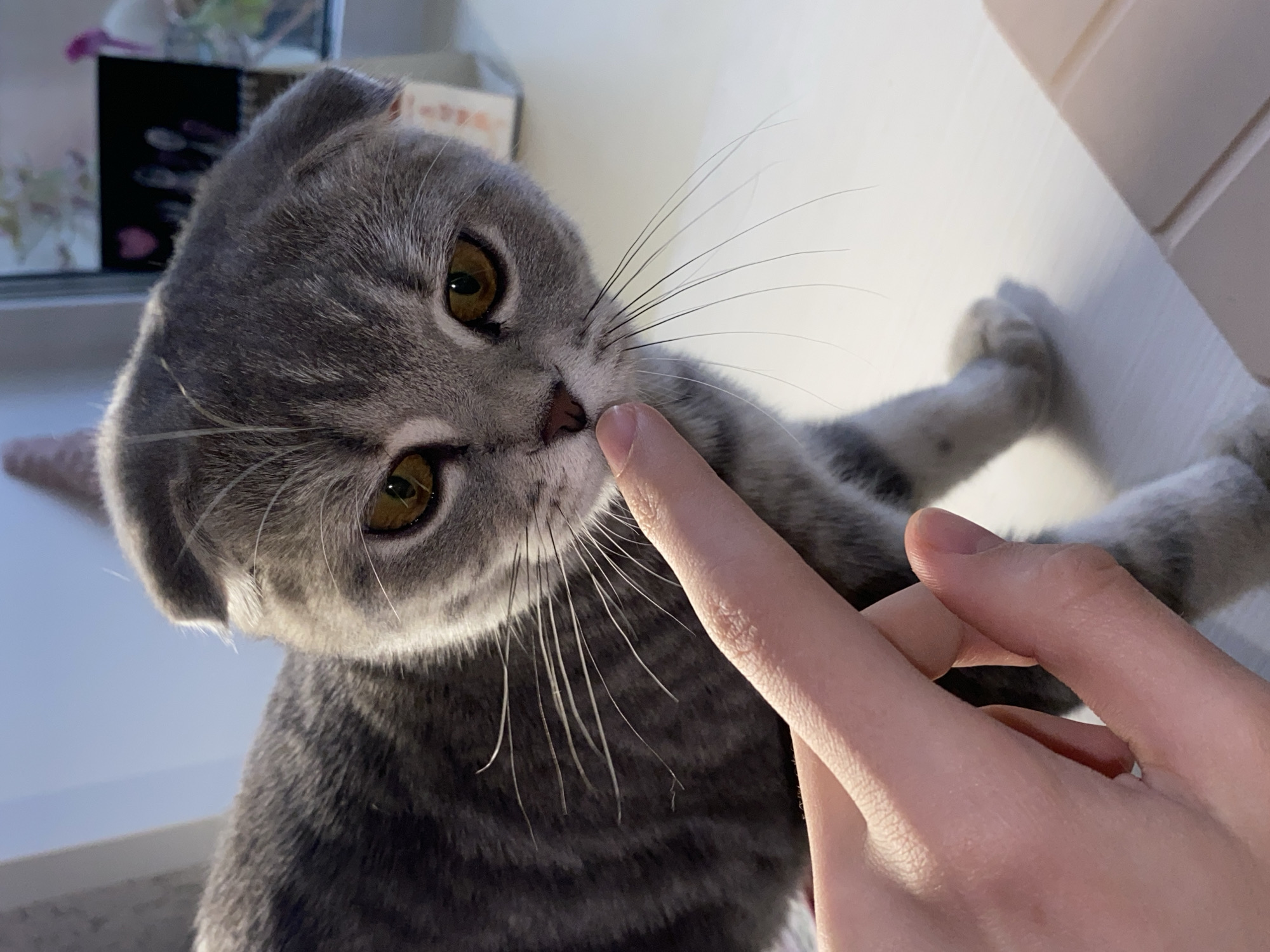 A charming close-up shot captures a tender interaction between a human and a grey Scottish Fold cat in an indoor setting, identified as Votkinsk, Russia. The cat, with its characteristic folded ears and soft, striped grey fur, is positioned prominently, looking directly towards the viewer. Its large, luminous amber eyes are wide and focused, conveying a sense of curiosity and calm. A human index finger is gently extended, touching the cat's light pink nose, creating a moment of connection. The cat's long, fine whiskers are distinctly visible, fanning out from its snout.
The background is softly blurred, indicating a shallow depth of field that emphasizes the cat. Hints of a light-colored surface, possibly a table or floor, can be seen beneath the cat's partially visible paws. In the upper left background, indistinct shapes suggest a home environment, with a dark object featuring a small pink heart vaguely discernible. The lighting is soft and even, highlighting the textures of the cat's fur and the subtle details of its face. The overall mood of the image is one of gentle affection and playful engagement. There is no visible text within the image, and the time of day is not discernible from the indoor lighting.