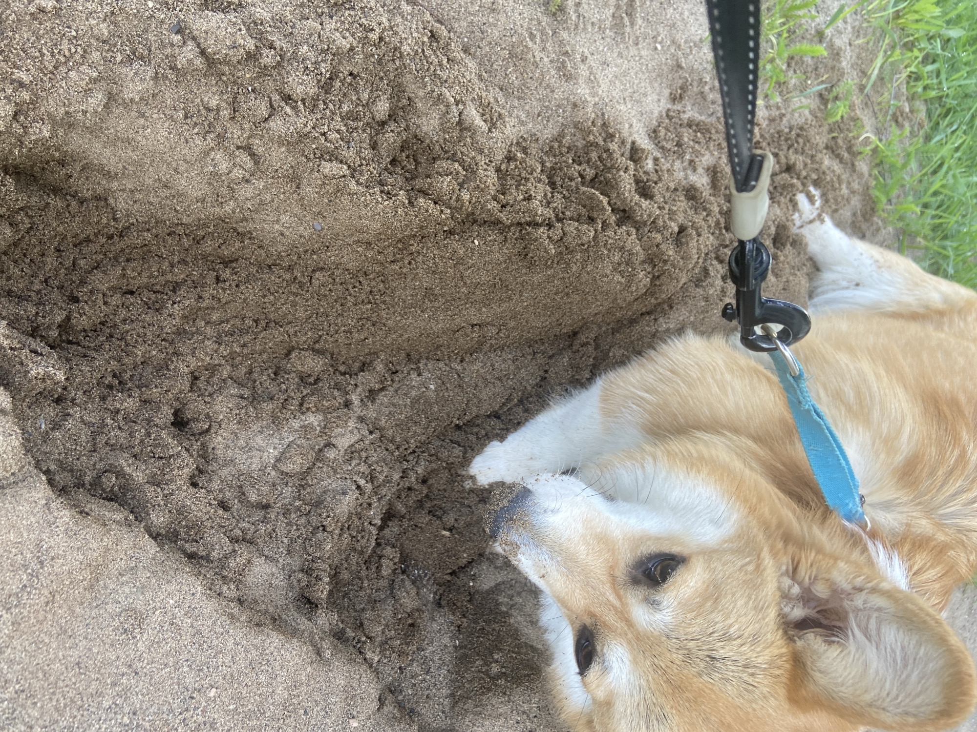 A tan and white dog with a blue collar and black leash lies partially buried in the sand. The dog's head and front paws are visible. The sand appears to be wet and compacted in places. A small patch of grass is visible in the upper right corner. The location cannot be determined from the image.