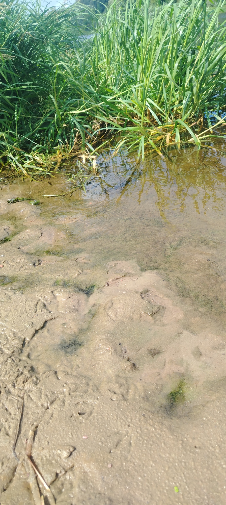 The image depicts a close-up view of the muddy bank of a body of water, likely a river or lake, bordered by dense green grass. The foreground is dominated by wet, textured mud with visible imprints and ripples, suggesting recent water activity. Some scattered green algae or moss is present in the mud. The water is shallow, clear enough to reveal the muddy bottom, and reflects the surrounding vegetation and the sky. The background shows lush, tall green grass growing along the water's edge, with some dry blades intermingled. The overall scene is natural and appears to be located in an outdoor, possibly rural or park-like setting within the city of Svietlahorsk, Belarus. No people or specific structures are visible.