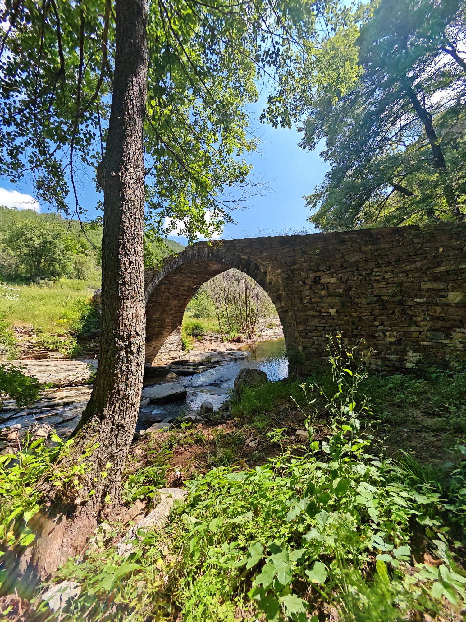 This image depicts an ancient single-arch stone bridge crossing a river within a verdant natural landscape near Ivaylovgrad, Bulgaria. No human figures are visible. The bridge, constructed from irregularly shaped, light-toned stones, exhibits an aged appearance with minimal vegetation growth between its masonry joints. A shallow, clear river flows beneath the arch, traversing a bed composed of visible stratified rock formations and smooth, water-worn stones. In the immediate foreground on the left, a large tree with a thick, textured bark trunk rises, its dense green foliage forming a canopy overhead. Additional deciduous trees with full summer leaves are visible on the far bank and extend towards the right side of the frame. The riverbanks and the immediate foreground are densely covered with varied green vegetation, including grasses, shrubs, and smaller herbaceous plants; some individual plants with yellow flowers are present in the right foreground. The background features rolling hills densely covered in a mix of verdant forest and open green areas. The sky above is clear and bright blue, interspersed with a few wispy white clouds, particularly in the upper left. The scene is brightly illuminated by natural sunlight, indicating a clear day.