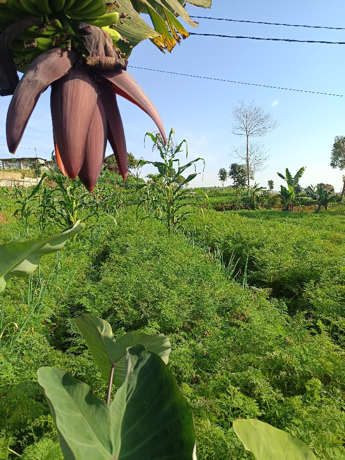 This image displays an agricultural landscape located in Sukatani, Indonesia, under a clear blue sky. In the upper foreground, a prominent purplish-red banana blossom (flower) hangs downwards, with a cluster of small, green unripe bananas and a portion of a banana leaf visible above it. Two thin, dark power lines extend horizontally across the upper middle section of the frame. In the lower foreground, large, broad green leaves, consistent with taro or similar plants, are visible. The midground and background are dominated by a vast, vibrant green field of cultivated crops. Scattered tall, slender green stalks resembling young corn plants are visible throughout the field. The ground is densely covered with low-growing, finely textured green foliage, consistent with crops such as carrots or other leafy greens. Interspersed within this foliage are vertical green stalks, possibly green onions. In the distant background, partial views of light-colored buildings are visible on the left, indicating a nearby settlement. Several trees are scattered across the horizon, including one prominent leafless deciduous tree. No individuals or specific activities are depicted in the scene.