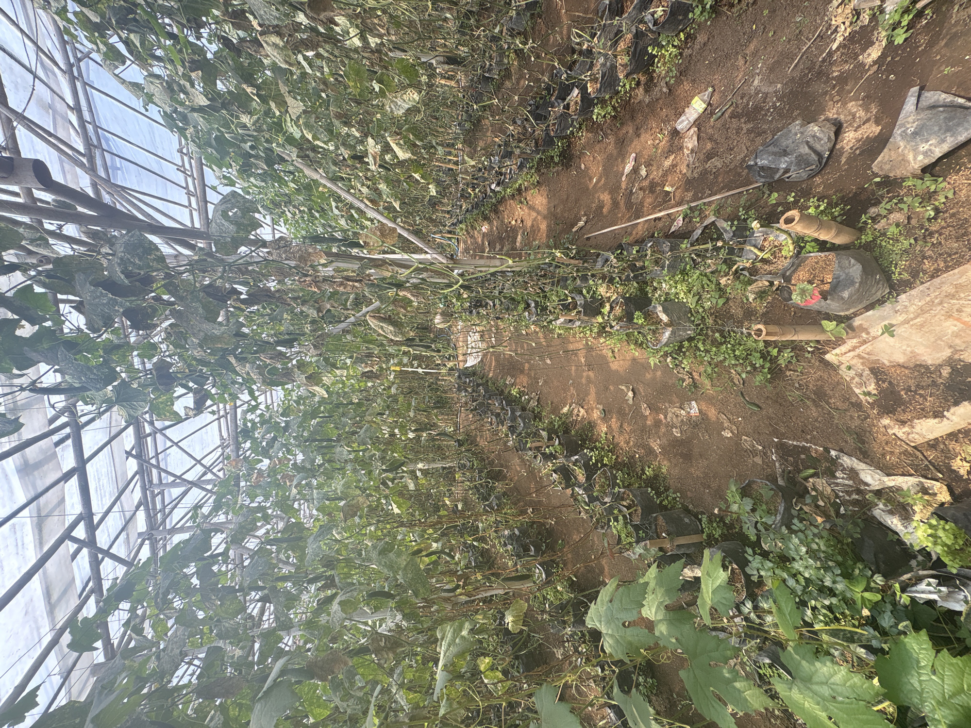 The image depicts the interior of a greenhouse in Pasirlangu, Indonesia, filled with rows of cucumber plants. The plants are growing on trellises made of bamboo and supported by a metal frame structure. The greenhouse has a transparent roof, allowing natural light to penetrate. The plants appear to be mature, with some bearing cucumbers. The ground inside the greenhouse is covered with soil and various farming materials, including black plastic bags used for planting and bamboo stakes. Some of the plants show signs of wilting or disease, with dried leaves and stems. There are no people visible in the image. The scene suggests an agricultural setting dedicated to crop cultivation.