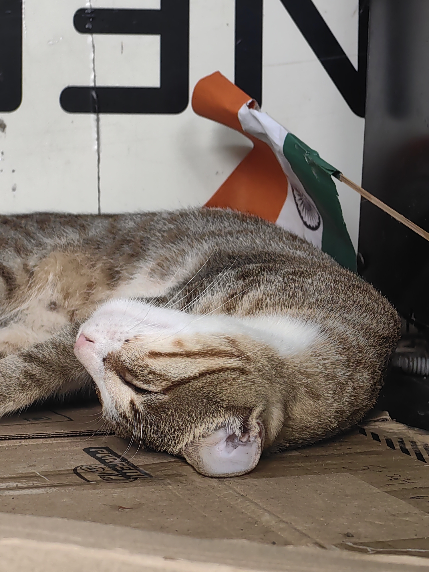 A tabby cat is sleeping on a cardboard surface, with its head resting near an Indian flag. The flag, partially unfurled, shows the colors orange, white, and green, with a navy blue wheel in the center. The cat's fur is a mix of brown, gray, and white. The background appears to be a wall with some black lettering. The scene suggests a casual or informal setting, possibly outdoors or in a storage area. There are no people visible in the image. The overall impression is one of peace and quiet, with the sleeping cat as the central focus. The image does not provide specific visual cues to determine the exact location in Mumbai.