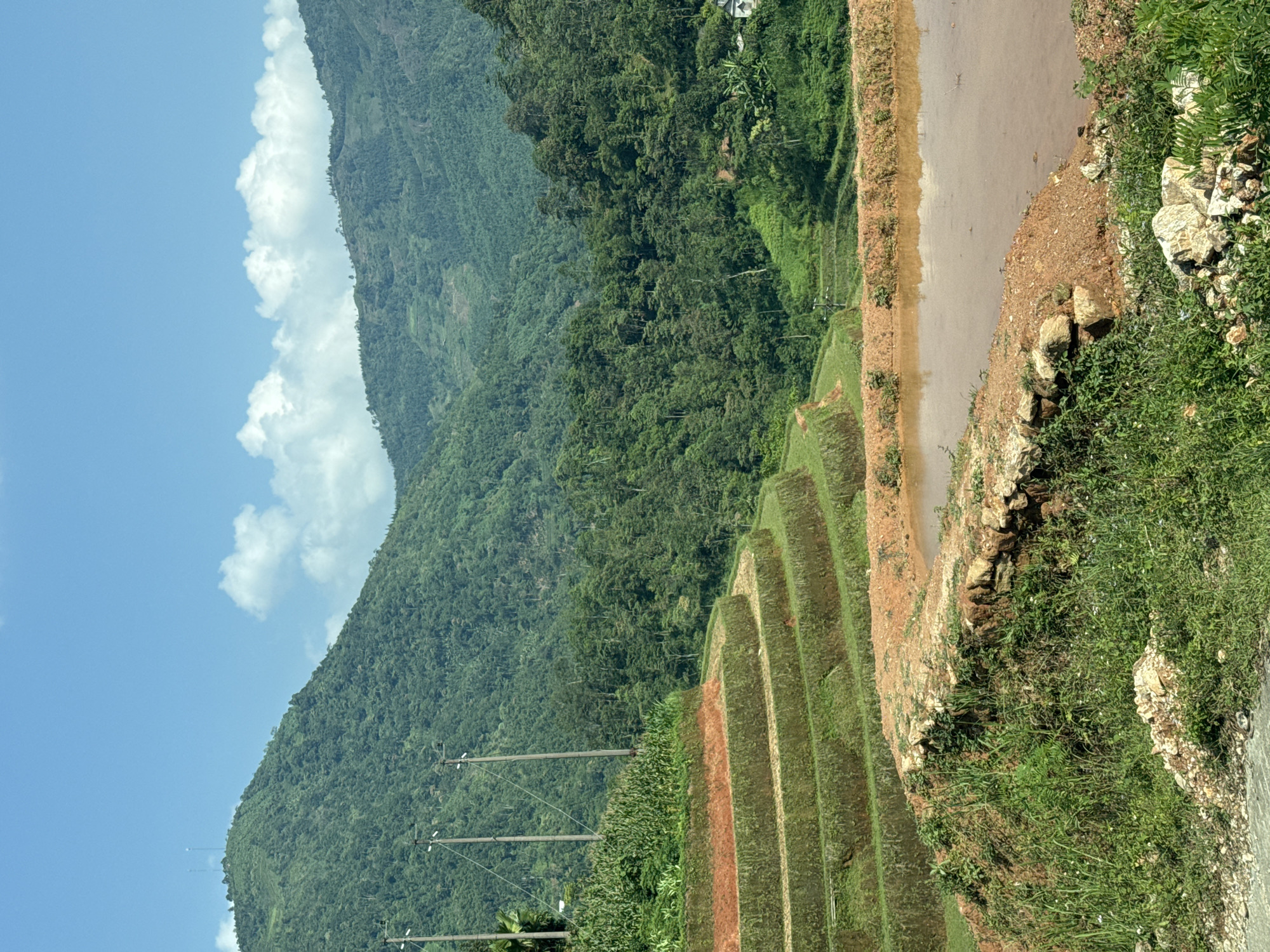 This image captures a vibrant, expansive mountainous landscape, likely a rural agricultural area under a clear blue sky. The scene is dominated by a massive, verdant mountain range, its slopes densely covered with lush green trees and foliage, stretching across the background and mid-ground.
In the mid-ground and foreground, a series of terraced fields are visible, cascading down the lower slopes of the mountain. Some terraces are green, suggesting planted crops or established vegetation, while others reveal reddish-brown earth, possibly prepared for planting or recently tilled. A prominent feature in the right mid-ground is a long, narrow body of muddy brown water, likely a flooded rice paddy or an irrigation canal, bordered by earthy banks. The immediate foreground on the right shows an embankment covered with grass and scattered rocks, hinting at an unpaved path or roadside.
Several utility poles, appearing to be made of wood or concrete, are positioned across the lower left and middle sections of the image, carrying power lines and indicating a degree of human infrastructure within this natural setting. The sky is bright blue with scattered, fluffy white clouds, suggesting a clear and sunny day. No people or visible text are present. The overall impression is one of a serene, productive mountain landscape, characteristic of regions like Thông Nguyên Commune in Vietnam, known for its terraced rice fields.
