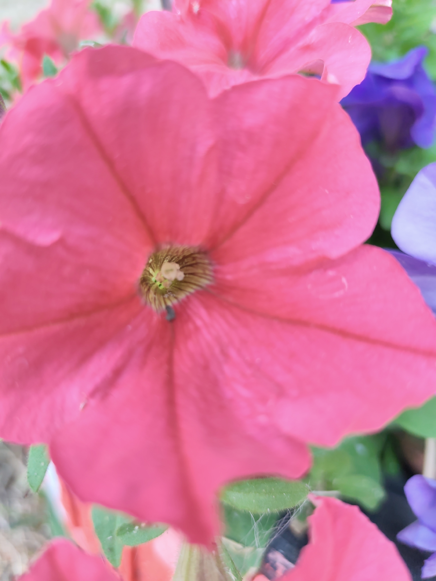 A close-up, low-angle shot captures a cluster of vibrant pink petunias, with a central flower dominating the foreground. The petals of this prominent bloom are a deep fuchsia, their edges slightly blurred, suggesting a soft focus. Within the flower's center, a dark, velvety throat is visible, adorned with fine, hair-like structures and a light-colored pistil. Subtle water droplets cling to the petals, reflecting the ambient light. In the background, other petunias in shades of pink, purple, and a lighter lavender are softly out of focus, creating a bokeh effect. Green foliage intersperses the flowers, adding depth to the scene. The overall impression is one of lush, natural beauty. The image is not geotagged, and there is no contextual information to specify a city or location.