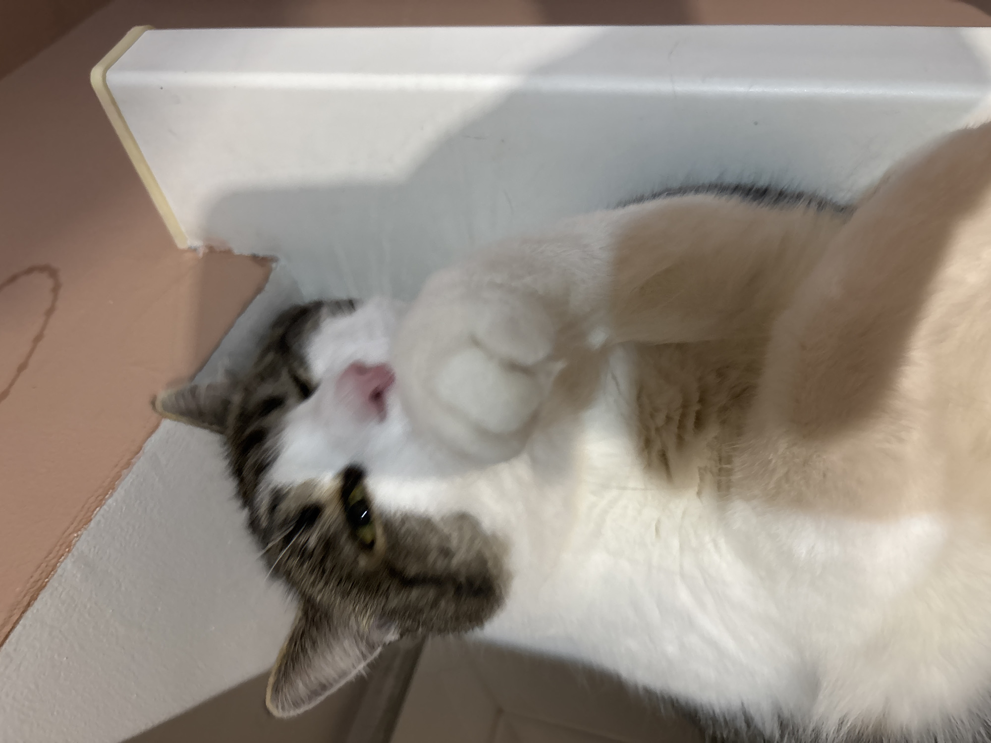 A domestic cat is lying on its side on a white ledge. The cat has white fur with grey tabby markings on its head and back. Its front paw is raised and covering its face. The cat's eyes are open and green. The background is blurry, but appears to be a room with a light-colored wall. There is no visible indication of the specific location within the city of Kapyĺ, Belarus.