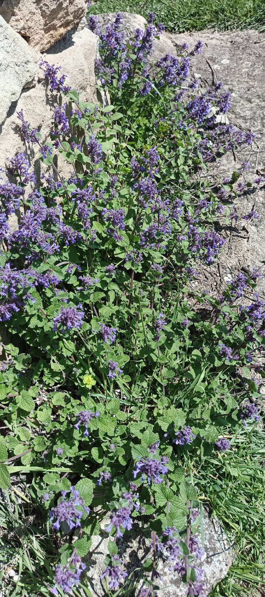 The image displays a dense cluster of flowering plants growing amidst and alongside rocks under bright daylight. The primary subjects are plants featuring numerous small, tightly clustered purple or lavender flowers, arranged in upright spikes. Their leaves are green, textured, and generally rounded or heart-shaped, forming a thick ground cover.
On the left, several large, light beige or gray stones are stacked, creating a wall-like structure. Similar rough-textured stones are scattered on the ground towards the right and in the background. Patches of green grass are visible, particularly in the upper right and along the lower edges of the frame, interspersed with the flowering plants. A distinct small, bright yellow-green plant or leaf stands out amidst the larger green foliage in the lower-middle section of the image.
The scene is an outdoor, natural setting, possibly a rocky garden border or an uncultivated area. The strong shadows cast by the rocks and plants indicate a sunny, clear day with bright illumination. No people or specific activities are present. There is no visible text. The setting reflects the natural landscape of Berdavan, Armenia.