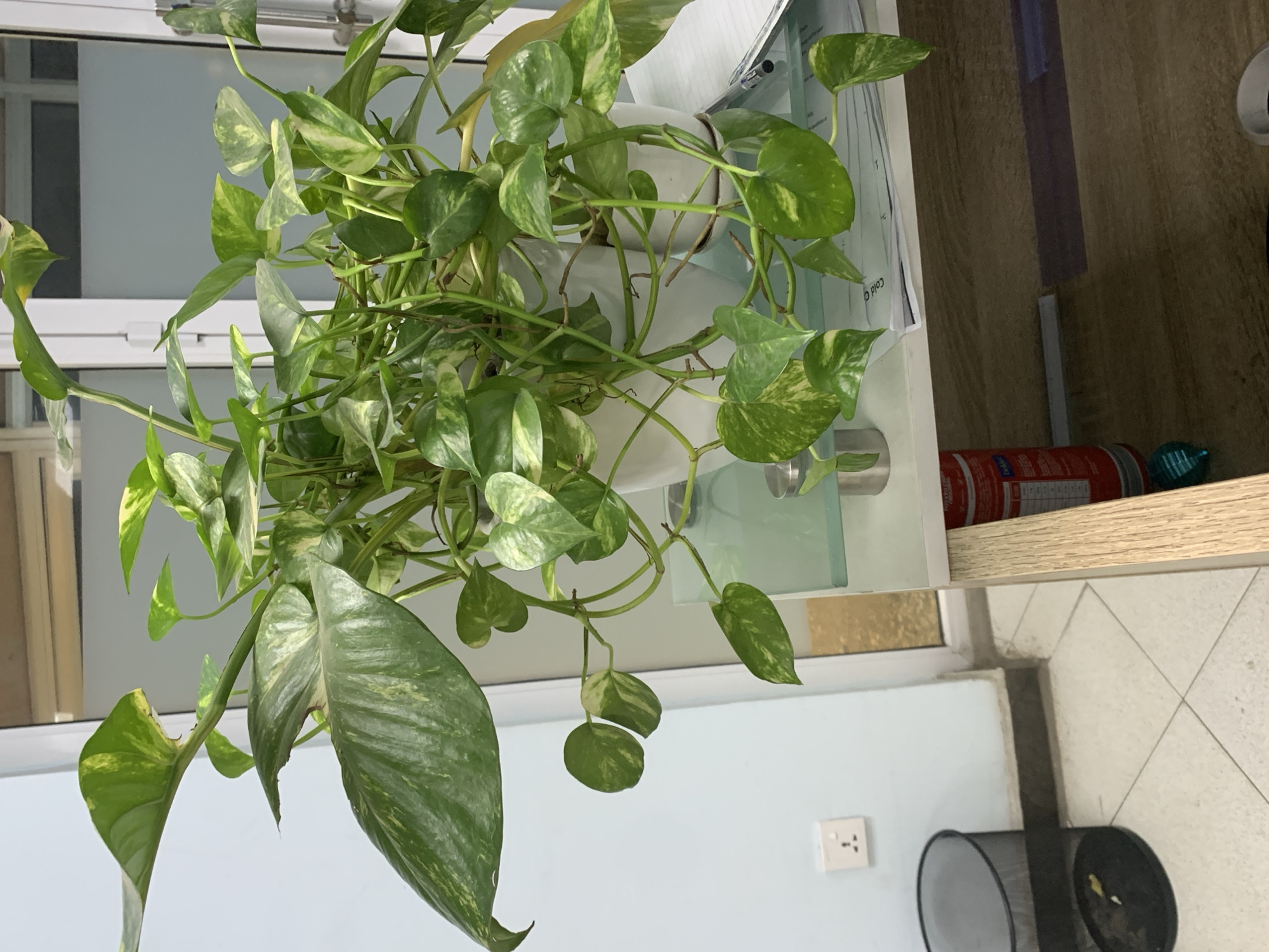 This is a full-frame, eye-level, medium shot of a lush Pothos plant in a white pot, situated on a glass-topped desk. The plant's vibrant green leaves, variegated with yellow and white patches, cascade downwards and outwards, creating a dense and bushy appearance. The desk surface is cluttered with papers and a metallic object, likely a pen holder. Behind the plant, a wall with a white electrical outlet is visible, along with a glimpse of a door with frosted glass panels. To the left of the desk, a black mesh trash can sits on the floor. The scene suggests an indoor environment, potentially an office or a home, in Ikeja, Nigeria. The lighting is neutral, with no dominant shadows.