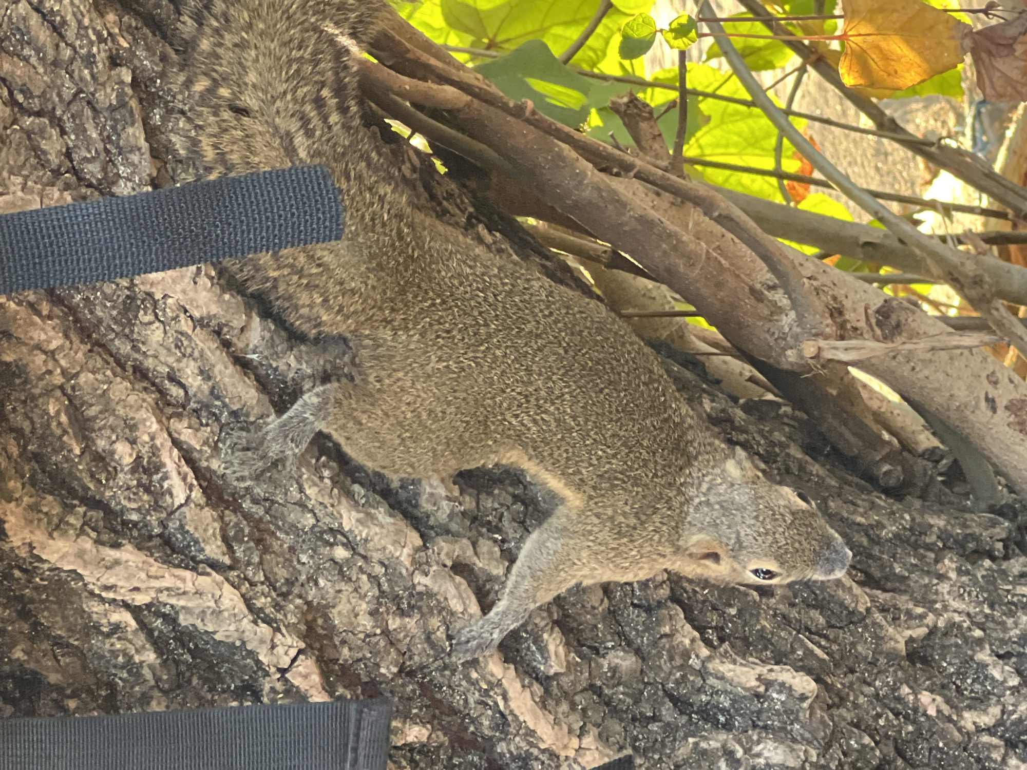 A squirrel is clinging to the bark of a tree in Kuta, Indonesia. The squirrel, with its fur a mix of brown and gray, is positioned vertically on the trunk, facing downwards. Its tail is bushy and extends upwards and to the right. Partially visible on the left side of the image is a dark, ribbed strap. In the background, branches and green leaves are illuminated by sunlight, with some fallen leaves in shades of yellow and brown.