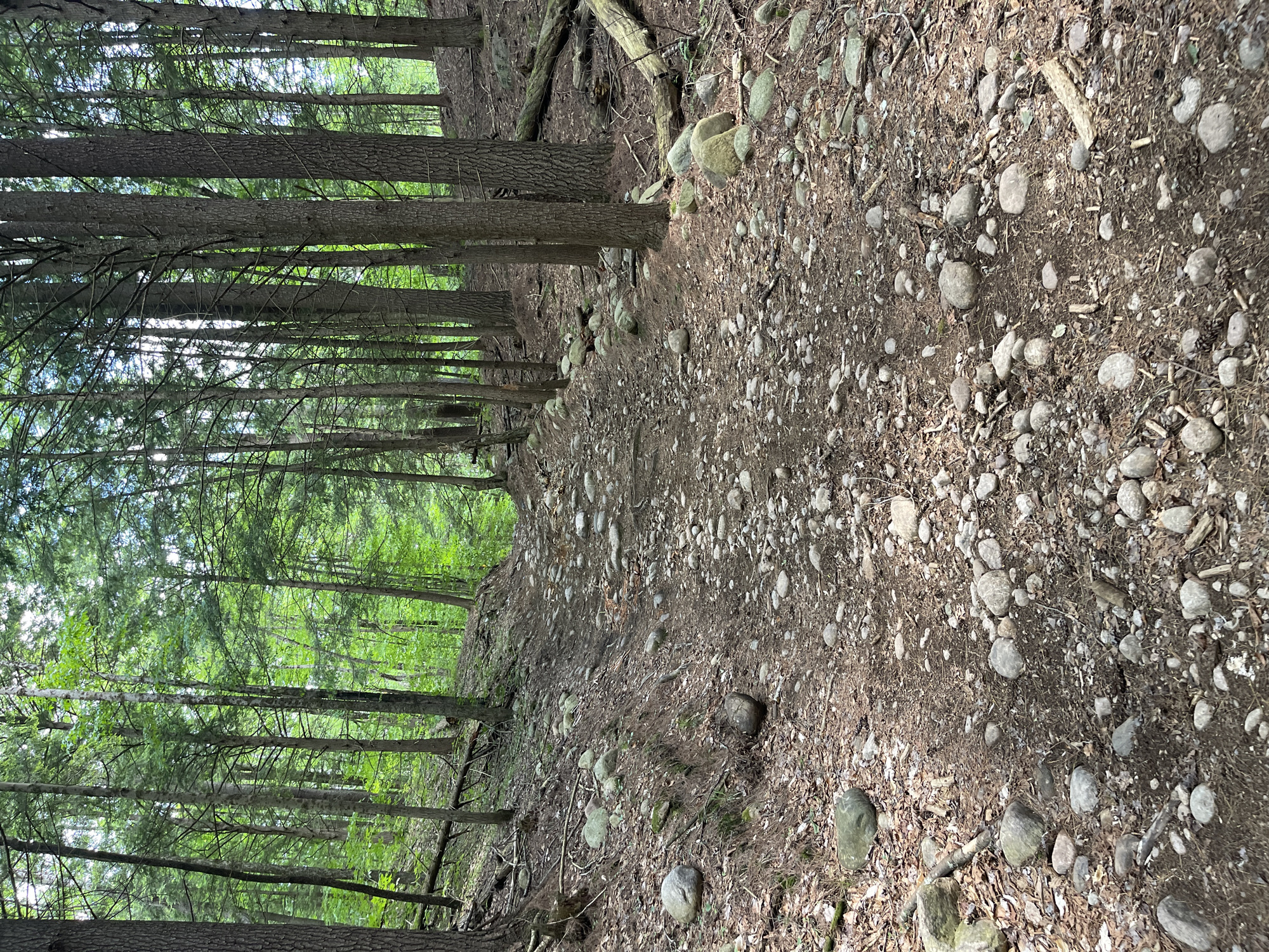 The image shows a rocky, dirt path winding through a dense forest in Greig, New York. Tall, slender pine trees with green needles dominate the scene, their trunks a mix of brown and gray. The path is covered in a mixture of dirt, pine needles, and numerous rounded gray and tan stones of varying sizes. The ground slopes upwards and to the left, with more rocks and fallen pine branches visible on the embankment. The foliage of the trees is vibrant green, indicating a temperate season. There are no people or animals visible in the image. The overall impression is one of a natural, untamed environment.