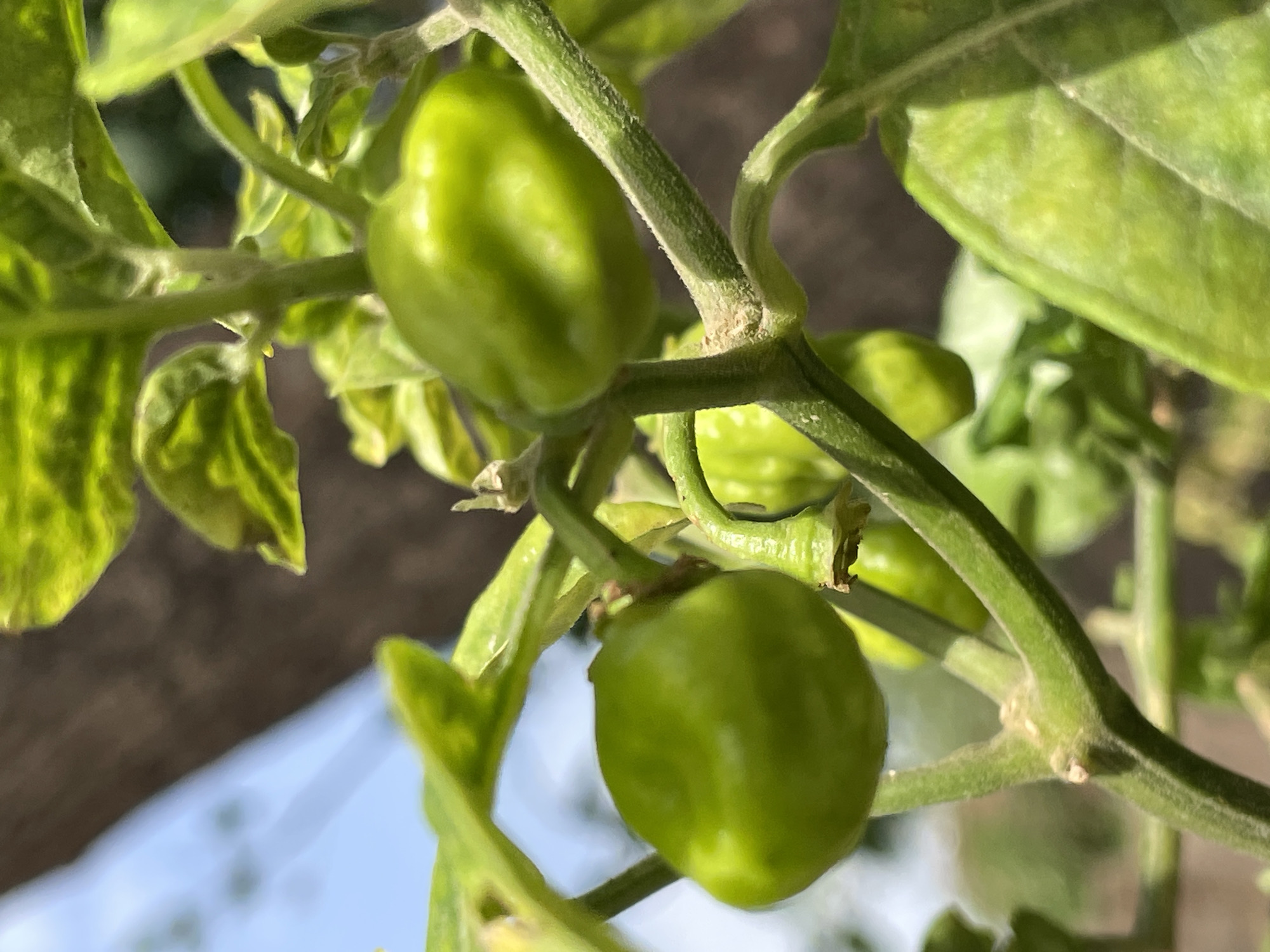 The image presents a close-up, vibrant view of several unripe, green peppers growing on their plant. Two peppers are prominent, one in the upper center and another in the lower center, both firmly attached to thick, green stems. The peppers are a consistent light green color with a slightly irregular, glossy surface, suggesting they are firm and healthy.
Numerous green leaves of the pepper plant fill the frame, some appearing slightly patterned or variegated, possibly due to light exposure or natural plant characteristics. The stems are robust and also green, showing minor fibrous textures.
The scene is set outdoors during bright daylight, evidenced by the strong illumination highlighting the plant parts and casting subtle shadows. A clear blue sky is visible in the blurred background on the lower left, confirming the open-air environment. A darker, out-of-focus background element, possibly a distant structure or another plant, occupies the upper and central background. There is no specific activity or event occurring other than the natural process of the peppers developing on the plant. No people or text are visible in the image.