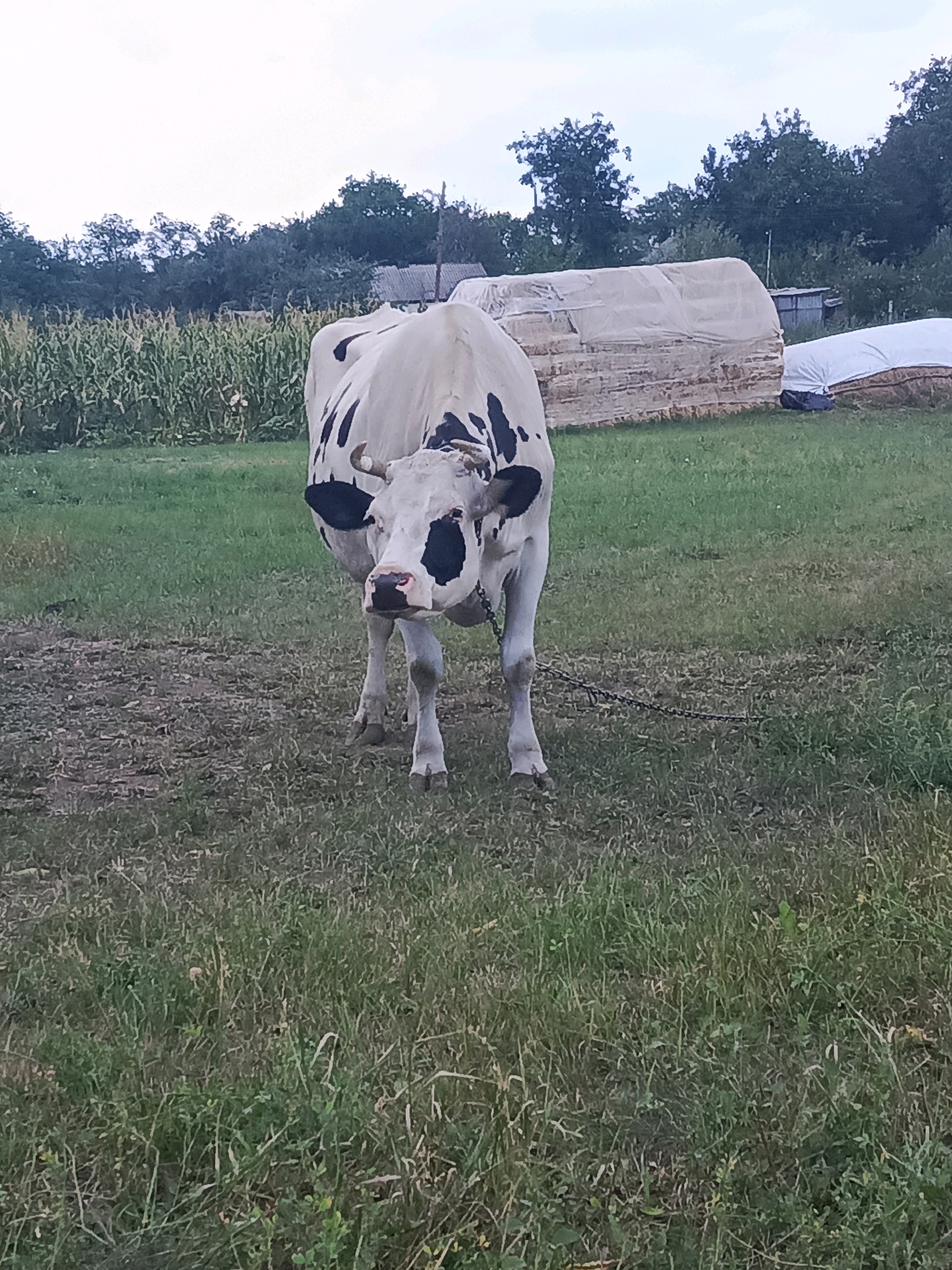 In an outdoor scene, a black and white cow stands facing the camera in a grassy field. The cow has black spots on its white coat and is wearing a chain around its neck. Behind the cow, in the background, are trees, a cornfield, and stacks of hay covered with tarps. The sky is overcast. The location is described as Unknown, Unknown.