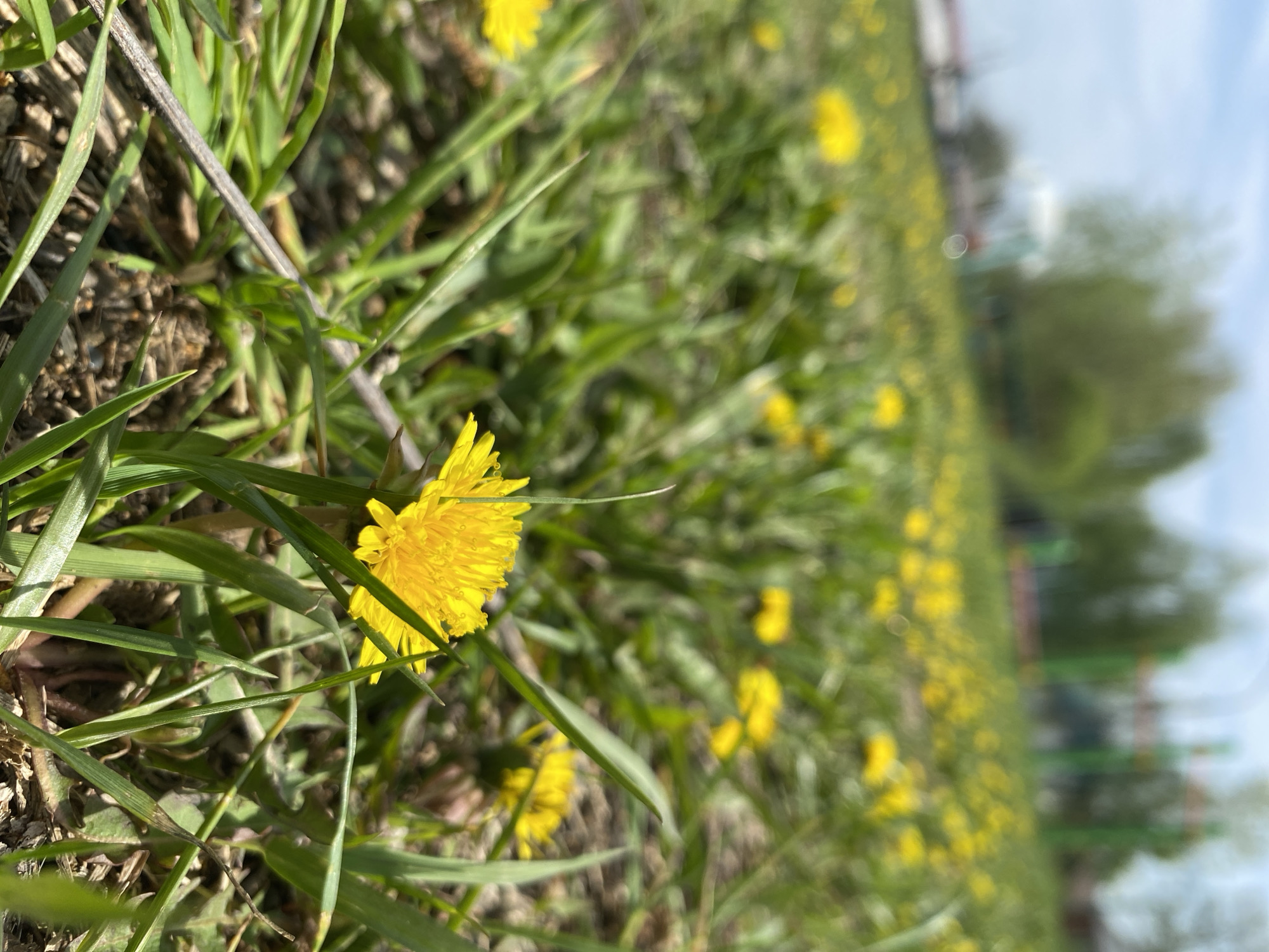 The image shows a field of dandelions and green grass. The focus is on a bright yellow dandelion flower in the foreground, surrounded by blades of grass and some dry leaves. The background is blurred with more dandelions stretching into the distance. The sky is visible at the top of the image, with a few tree branches and some out-of-focus structures. There is insufficient information to determine if this photo was taken in Chaikovsky, Russia.
