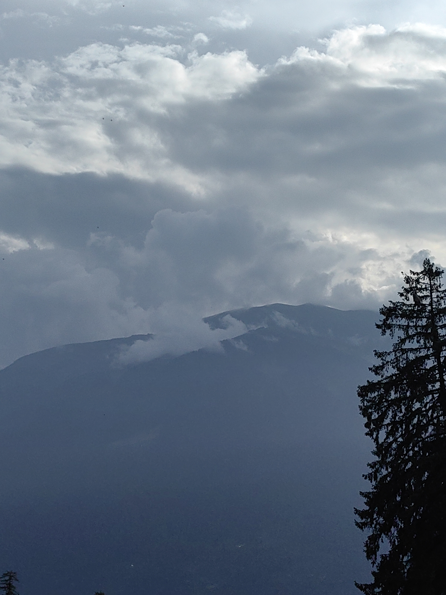 The image shows a silhouetted pine tree in the foreground against a backdrop of hazy mountains under a cloudy sky. There are several small, dark specks in the sky, possibly birds or insects. The mountains in the distance are partially obscured by mist or low-lying clouds. The overall impression is a serene, natural landscape, likely taken during the day under overcast conditions. The location is identified as Prini, India.