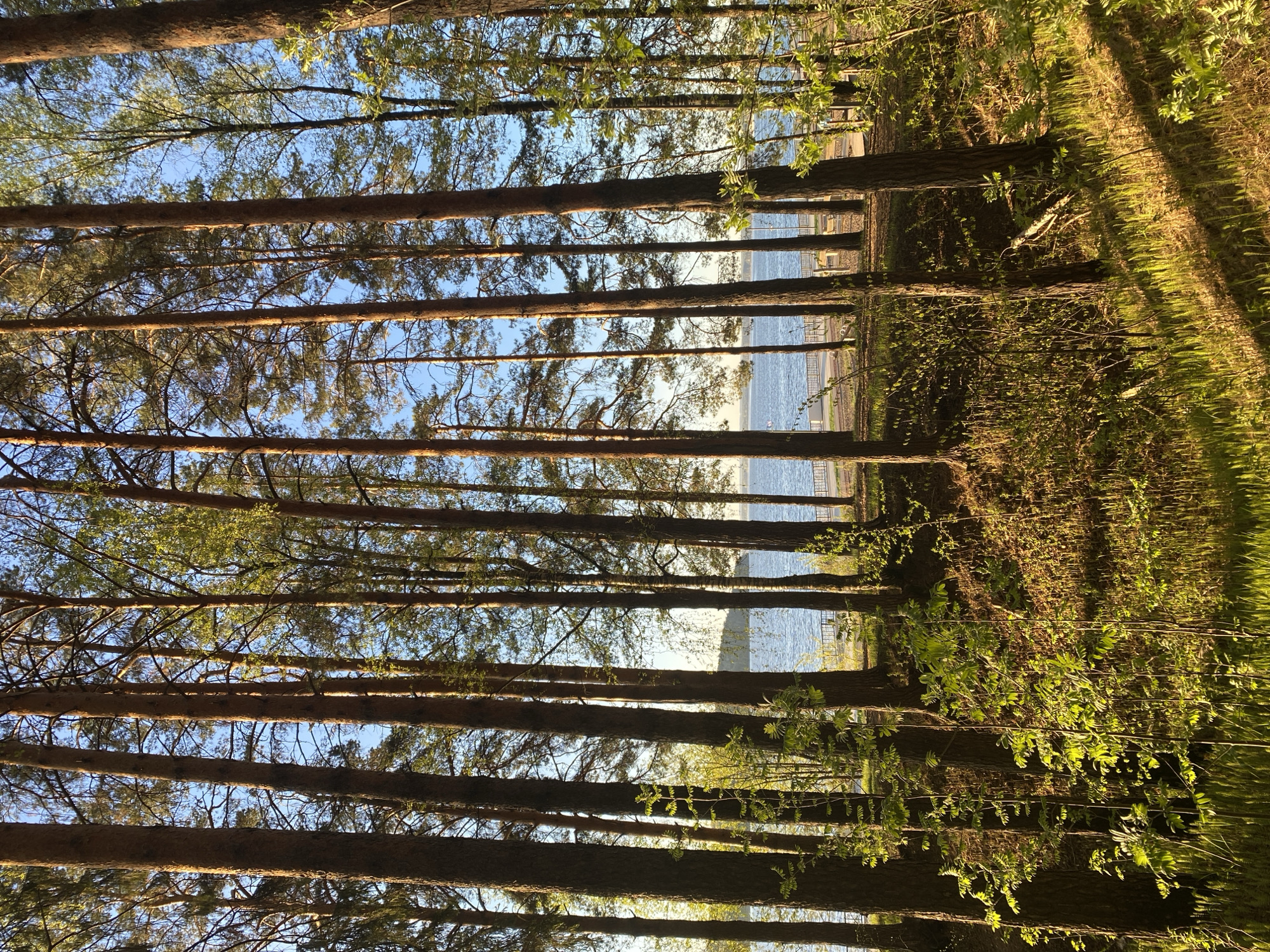 The image presents a view through a dense row of tall, slender trees toward a body of water, likely a river or lake. The location is the city of Chaikovsky, Russia. The trees are evenly spaced and their trunks are a dark brown color. The tops of the trees are obscured by foliage, creating a canopy overhead. Beyond the trees, the water appears calm and blue, with a faint shoreline visible in the distance. The ground beneath the trees is covered in green grass and some low-lying vegetation. Light filters through the trees, casting shadows on the ground. There are no people visible in the image.
