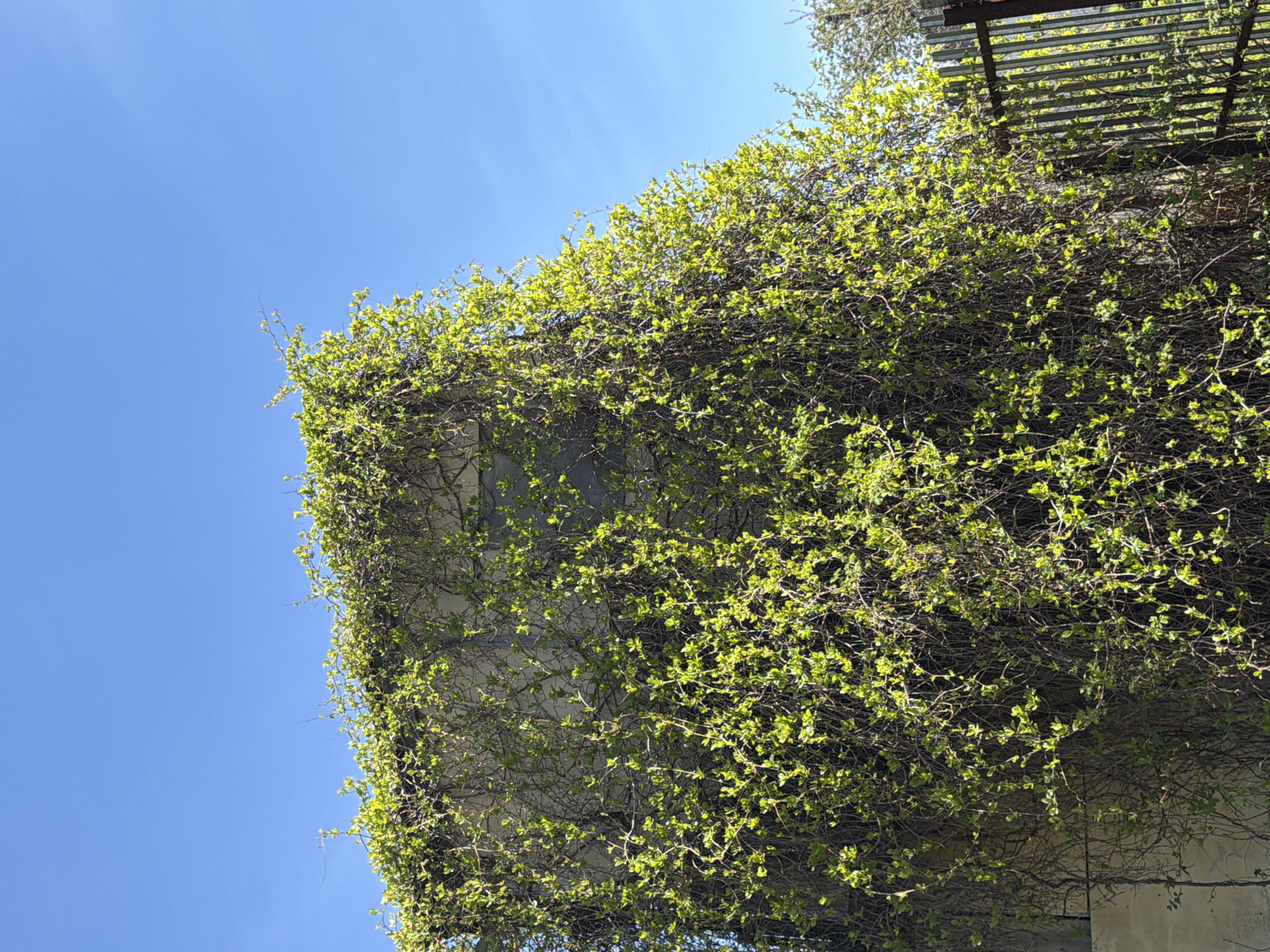 A low-angle, slightly tilted shot captures a concrete building overgrown with green vines and foliage against a clear, blue sky. The vines densely cover the building's facade, with the leaves appearing vibrant and healthy in the sunlight. At the top right of the frame, a section of a metal pergola or awning structure is visible through the vegetation. The composition suggests the location is in a natural setting, likely a garden or park area. There is no evidence to confirm the location as the city of Chaikovsky, Russia. No people, actions or interactions are taking place.