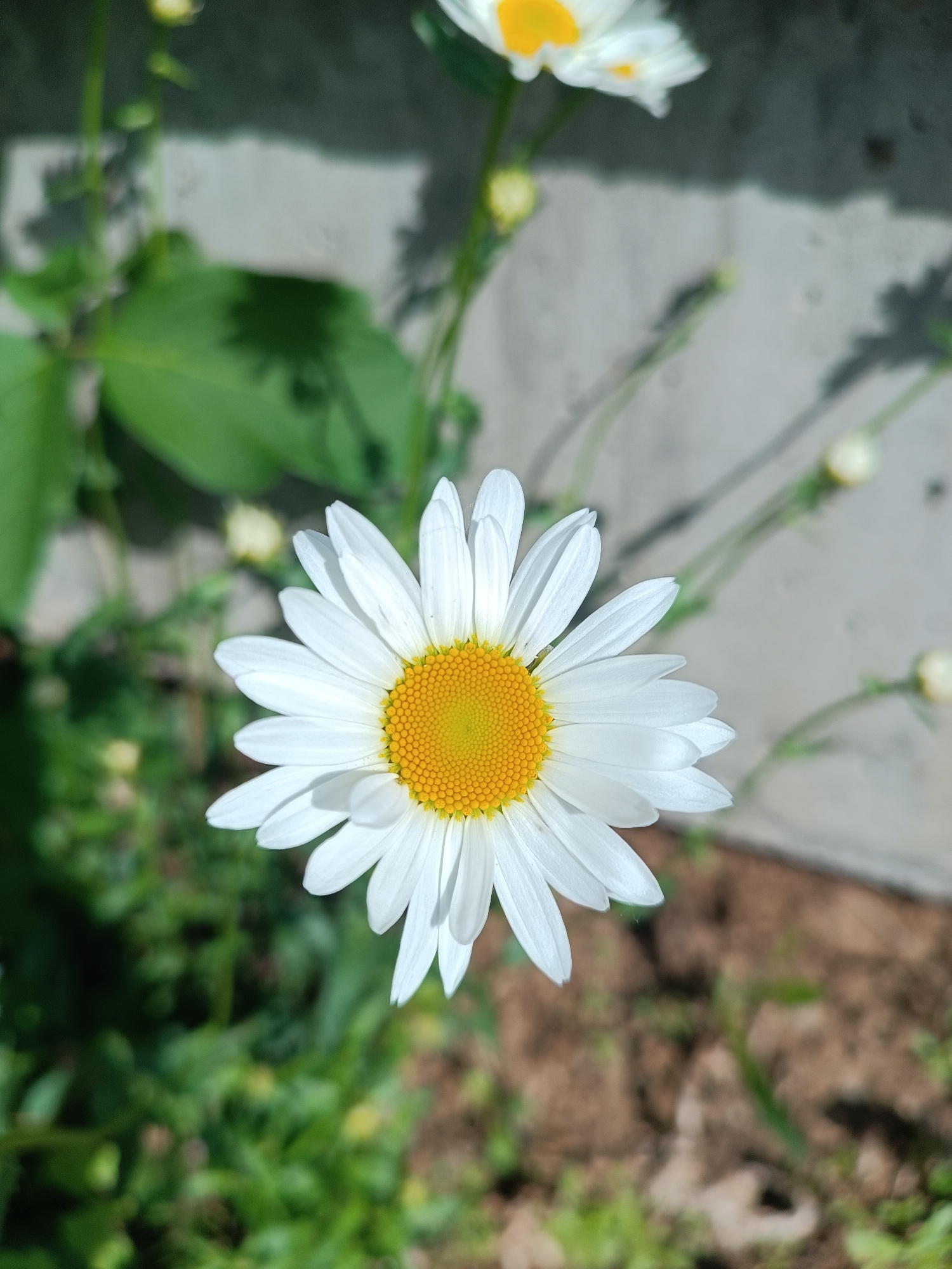 A close-up shot of a white daisy with a yellow center. The flower is in focus, while the background is blurred, revealing green foliage and a grey concrete wall. The location in the city of Chaikovsky, Russia, cannot be determined from the provided image.
