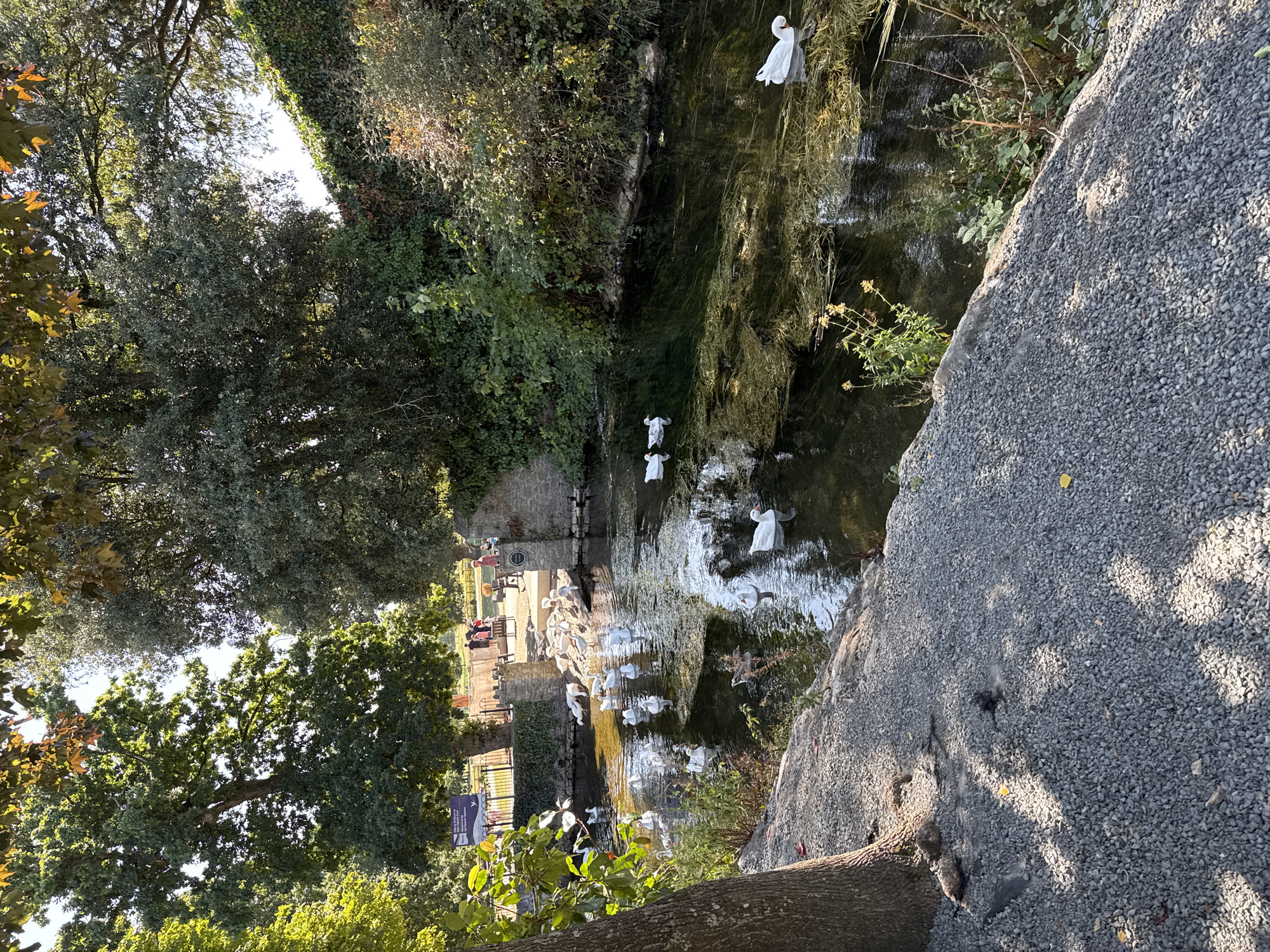 The image depicts a serene scene at Cahir, Ireland, likely within the grounds of Cahir Castle. A tranquil river flows through the center, its surface reflecting the dappled sunlight filtering through the lush green trees overhead. The riverbanks are lined with a mix of natural foliage and man-made stone structures.
A prominent feature of the scene is the presence of numerous white geese swimming in the river and gathered on the bank. Some geese are gracefully gliding through the water, while others are clustered together, appearing to rest or interact. Their white plumage stands out against the dark water and the earthy tones of the surroundings.
In the background, several people are visible near a fenced area, possibly interacting with the geese or enjoying the scenic beauty. Their presence adds a sense of human activity to the otherwise natural setting. The overall atmosphere is one of peace and natural charm, characteristic of a well-maintained park or historical site.