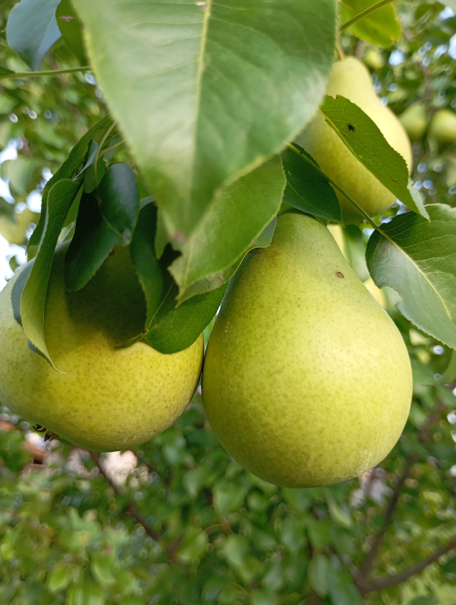 The image is a close-up, low-angle shot of two ripe green pears hanging from a tree. The pears are the primary subjects, positioned in the foreground and center of the frame. They are plump and have a slightly textured skin with subtle variations in color, ranging from light green to a hint of yellow. Some small brown speckles are visible on the surface of the right pear.
Green leaves from the pear tree are prominent, partially obscuring the fruits and creating a dappled effect. The leaves are broad and ovate, with visible veins. They are in various stages of focus, with some sharp and others blurred due to the shallow depth of field.
In the background, the soft focus of more foliage and branches is visible, suggesting a natural, outdoor environment. The overall lighting appears to be natural daylight, with highlights and shadows adding depth to the scene.
The image was taken in the city of Фоки, Russia. The context implies this is a natural setting, likely a garden or orchard within the city. No people are present in the image, and there are no visible signs of human intervention beyond the presence of the cultivated fruit tree. There is a small insect on a leaf in the upper right portion of the image.