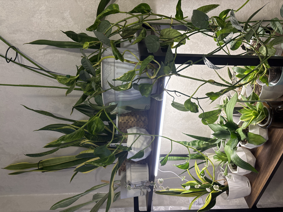 This is an indoor scene in Pavlovsky, Russia, featuring a two-tiered shelving unit displaying numerous houseplants. The background is a light-colored wall with a subtle patterned texture.
The upper shelf contains multiple mature Sansevieria (snake plant) specimens, characterized by their tall, upright, sword-like leaves; some exhibit variegation. Interspersed are vining plants, identified as Pothos varieties, with variegated green and yellow leaves cascading downwards from white decorative pots. A slender black metal plant support stake is visible among the foliage.
The lower shelf, illuminated by a horizontally mounted white LED grow light situated beneath the upper shelf, holds a collection of smaller houseplants. These include a String of Hearts (Ceropegia woodii) with delicate heart-shaped leaves suspended from a white ribbed pot. Various compact Sansevieria cultivars with broad, upright, and variegated leaves are potted in white ribbed and geometric-faceted containers. A dwarf Sansevieria with yellow-edged green leaves is situated in a dark, mug-like pot. Additional vining plant tendrils from the upper shelf extend downwards, interweaving with the lower plants and the black metal vertical supports of the shelving unit. All plants appear to be in a healthy state.