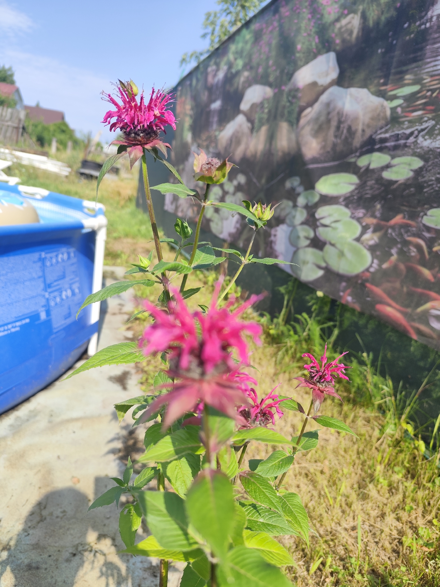 This is an outdoor, close-up, eye-level, full-shot photograph of a bee balm plant with pink flowers in a garden. The plant is in the foreground, with its vibrant pink blooms and green leaves filling the frame. In the background, a blue kiddie pool is visible on the left, and a large, detailed mural depicting a koi pond with lily pads and rocks is on the right. The sky is clear blue, and the ground is covered with dry grass and some concrete. The photograph appears to be taken on a sunny day. The location of this garden is in the city of Beloomut, Russia.