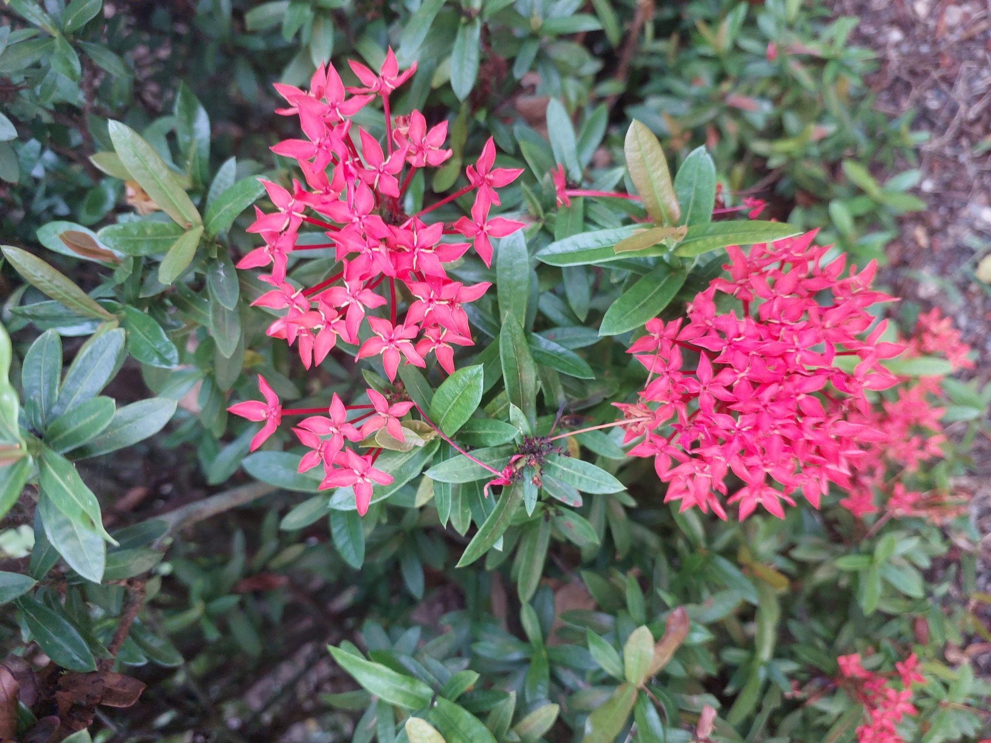 A close-up, eye-level, vertical shot captures clusters of vibrant pink Ixora flowers against a backdrop of lush green foliage. The Ixora blooms are the focal point, with their individual petals, each appearing to have four distinct points, clearly visible in the foreground and midground. The flowers are arranged in dense, cone-shaped clusters, with some individual stems extending outwards. The leaves of the Ixora plant are a deep green, some appearing glossy, while others have a slightly matte finish. The background is a blur of more greenery, suggesting the flowers are part of a larger shrub or garden. The lighting appears to be natural, possibly overcast or in shade, as there are no harsh shadows. The scene is outdoors, in Baan Mae Nam, Thailand, and depicts a natural, botanical subject.