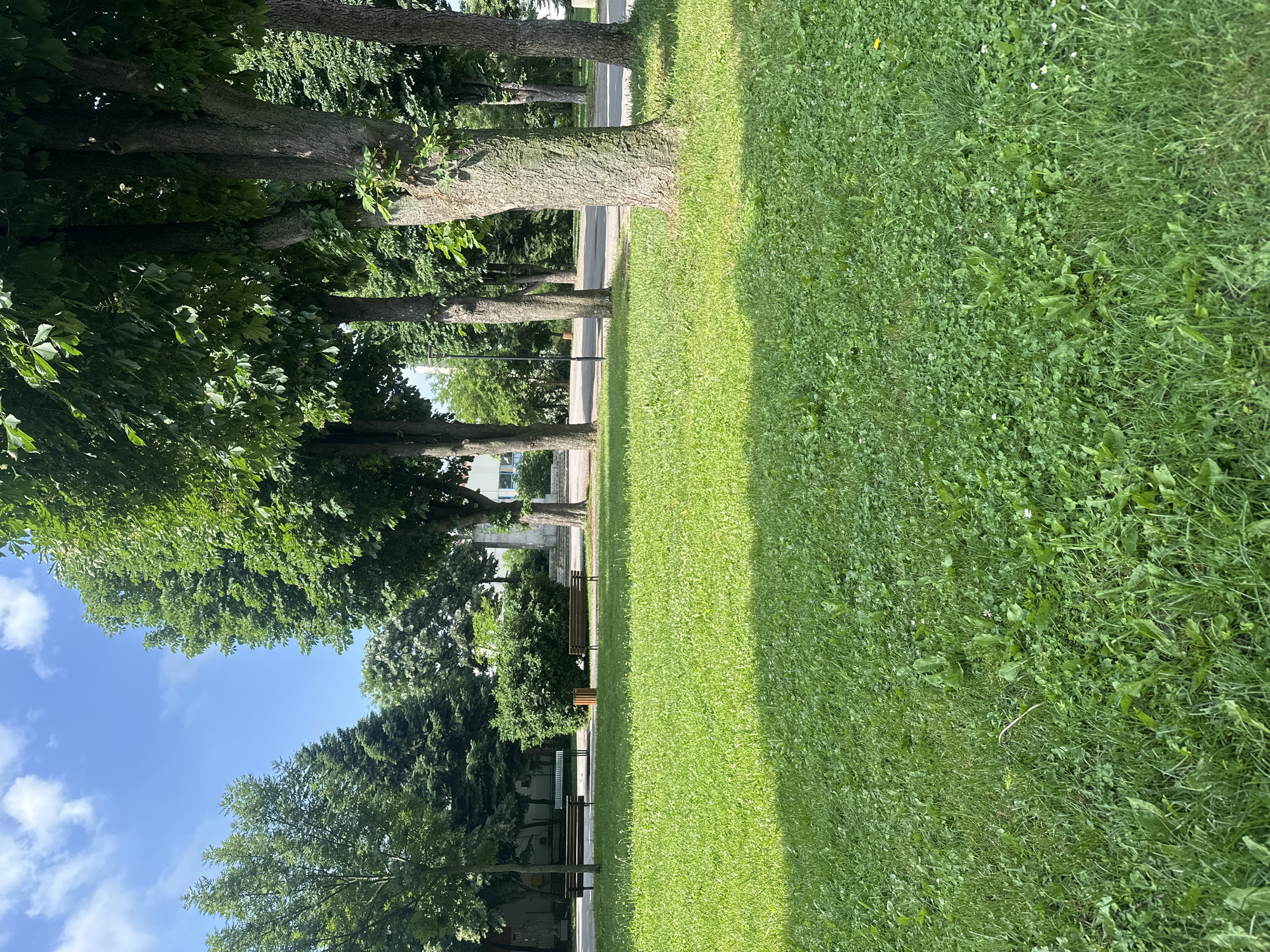 This image depicts a public green space within the city of Elin Pelin, Bulgaria, on a clear, sunny day. The foreground is dominated by vibrant green grass, interspersed with various broadleaf weeds, white clover blossoms, and a single yellow flower. Shadows from overhead trees fall across sections of the lawn, indicating direct sunlight.
In the midground, a paved pedestrian area features two empty wooden benches with metal frames positioned on the left, and a third similar bench on the right, all facing the viewer. A cylindrical wooden trash receptacle stands between the two rightmost benches. Behind the left benches, a large, dense green bush is visible.
A prominent row of mature deciduous trees, likely horse chestnuts, with thick, textured trunks and full green canopies, lines the right side of the frame, running parallel to a paved street or thoroughfare. Smaller trees, including evergreens, are visible further back on the left. A black street lamp post is situated behind the trees on the right.
The background reveals parts of buildings, including a light-colored facade on the left, confirming an urban setting. The sky is a clear, bright blue with scattered white cumulus clouds. No individuals are present in the scene.