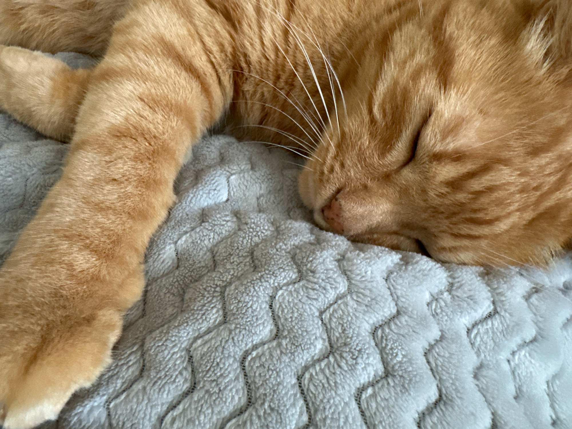 The image shows a close-up, overhead view of an orange tabby cat sleeping on a gray, textured blanket. The cat's head is on the right side of the frame, with its eyes closed and its whiskers visible. Its front paw is extended towards the left side of the frame. The blanket has a wave-like pattern. There is no indication of the location in Stavropol, Russia, or any other environmental details.