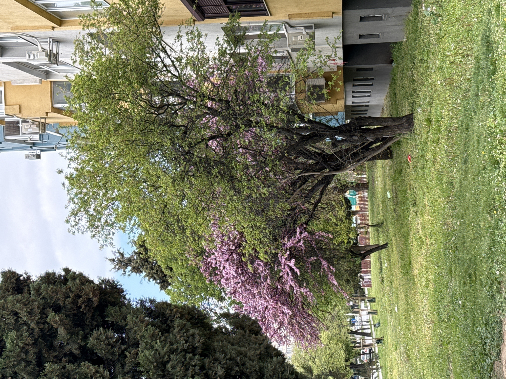 The image depicts a scene in Stara Zagora, Bulgaria, showing a grassy area with trees in front of a building. One tree is particularly prominent, with both green leaves and striking pink blossoms. Another, darker, coniferous tree stands to the left. The building behind the trees is multi-storied and appears to be a residential or office structure, with windows, AC units, and a mix of yellow, gray, and white facade elements. The grassy area is bordered by a row of trees leading toward benches and a fence in the distance. The sky is visible in the upper left corner, revealing a light blue hue with some cloud cover.