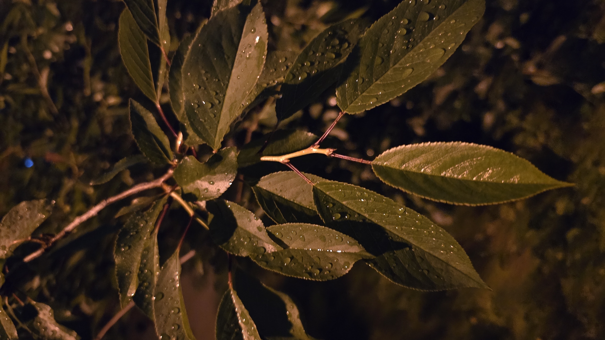 This close-up image depicts a cluster of green leaves on a branch, illuminated at night. The leaves are a deep, saturated green, appearing almost olive or brownish-green due to the warm, artificial light source, likely a streetlamp. Numerous small, clear water droplets are visible on the surface of the leaves, catching the light and glistening, suggesting recent rain or heavy dew.
A slender, light brown branch with reddish-brown sections runs across the frame, serving as the central stem from which the leaves emerge. The background is dark and softly out of focus, indicating other blurred foliage or deep shadows. A small, indistinct blue light can be seen in the distant background on the left side.
The setting is outdoors at nighttime, characterized by the low light conditions and the specific illumination on the foliage. There is no activity or event taking place; the image is a static portrayal of nature. No people or visible text are present. The scene captures a quiet, serene moment, located in Kyiv, Ukraine.