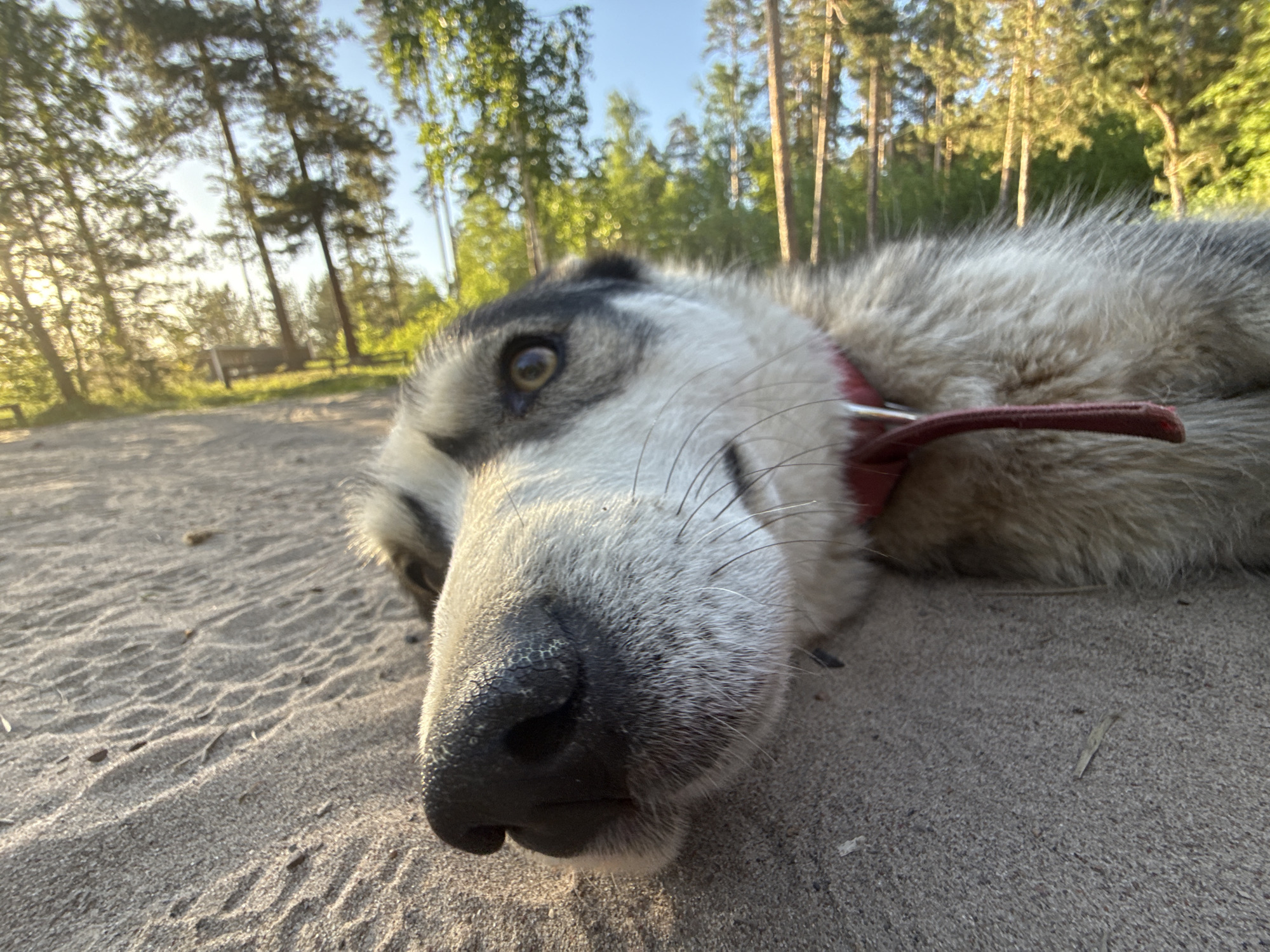 A close-up image shows a husky-type dog lying on sand. The dog has gray and white fur and a red collar. The background includes trees and a glimpse of blue sky. The location is not identifiable as Novyi, Russia based on the visual information in the image.