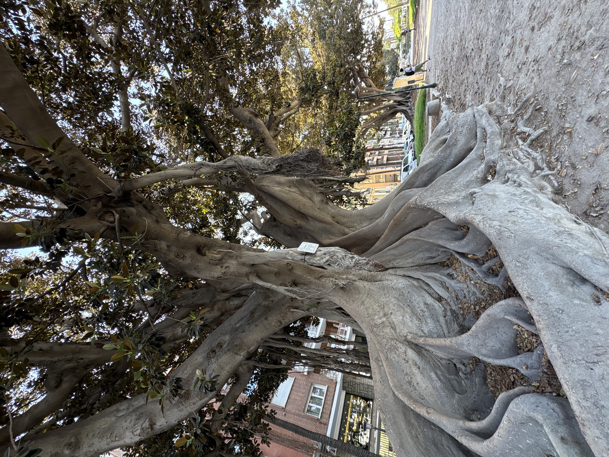 The image shows a close-up, low-angle view of the massive, exposed root system of a large Ficus tree in the city of Valencia, Spain. The roots are thick, gnarled, and spread out across the sandy ground, creating a dramatic, sculptural effect. In the background, a multi-story brick building with white-trimmed windows is visible, as well as a palm tree and other trees. Further in the background, a street lined with parked cars and a sidewalk can be seen, with a few people walking. The light suggests it is either early morning or late afternoon, casting a warm glow on the scene. The image captures the imposing presence of the ancient tree and its integration into the urban environment of Valencia.