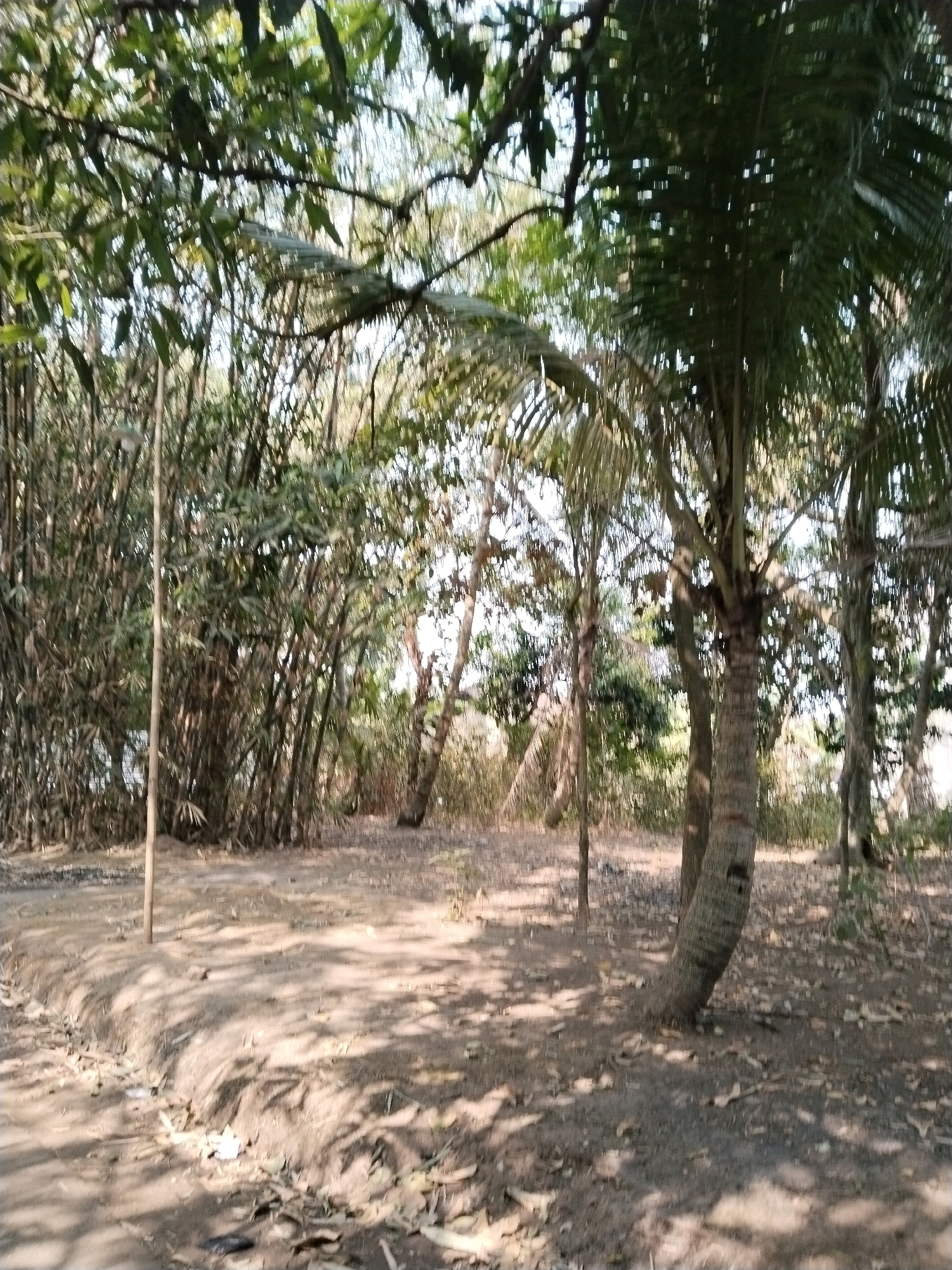 The image depicts an outdoor scene, possibly in Pakulaut, Indonesia, with a focus on vegetation. In the foreground, a dirt path is visible with scattered dry leaves and debris. The path is illuminated by dappled sunlight filtering through the overhead canopy. To the left of the path, a dense cluster of bamboo stalks stands tall, their thin, segmented trunks creating a wall of green. A thin, wooden pole extends vertically from the ground in front of the bamboo. To the right of the path, a coconut palm tree with a rough, segmented trunk is prominently featured. Its fronds hang downwards, obscuring parts of the background. Behind the coconut palm and bamboo, other trees and foliage are visible, creating a lush, natural environment. The overall impression is one of a tropical or subtropical outdoor setting with an abundance of plant life. There are no people or animals visible in the image.