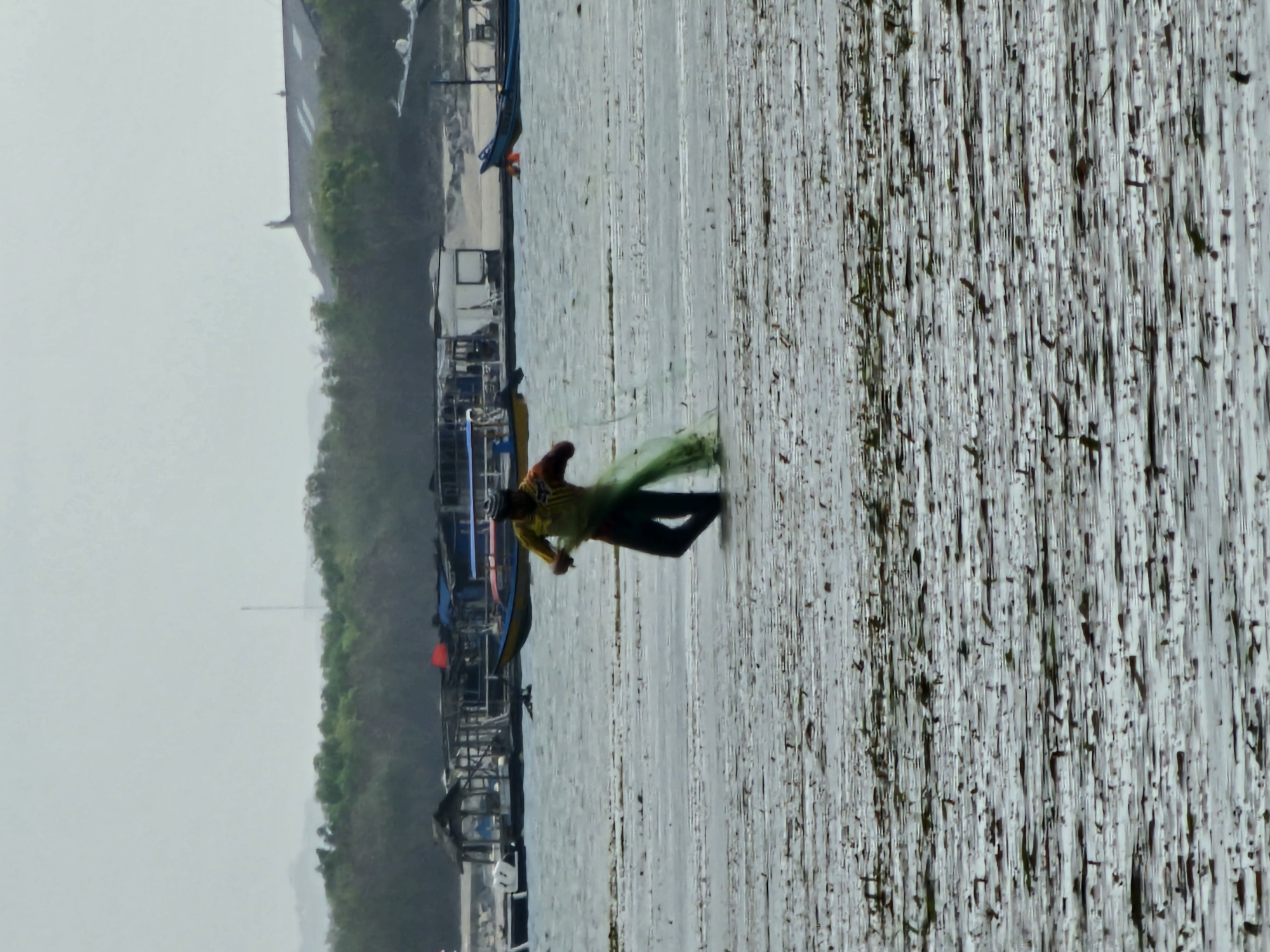 A fisherman, wearing a yellow and dark-colored shirt and dark pants, is casting a green fishing net into the shallow, murky water. He is positioned in the mid-ground of the image, facing to his right. The water appears to be a shallow tidal area or a lagoon, with a significant amount of vegetation or debris visible on the surface and seabed. In the background, several boats, including a yellow and blue vessel and a blue boat, are anchored or moored. Beyond the boats, a dense line of trees and vegetation separates the water from a building with a distinct roofline and a tall, thin structure that resembles a telecommunications tower. The sky is overcast, creating a diffused light across the scene. The overall impression is a rural or coastal fishing area, likely in Denpasar, Indonesia, given the context.