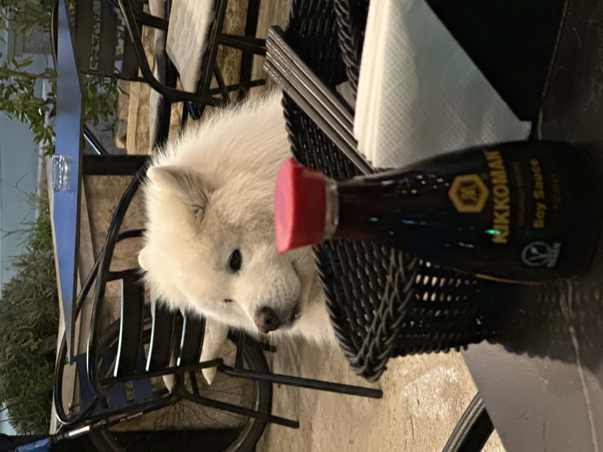 At a table in Bar, Montenegro, a white Samoyed dog is seen peering out from behind a Kikkoman soy sauce bottle and a woven basket containing a white napkin. The table is part of an outdoor seating area with black metal chairs. A bicycle is partially visible under the table near the dog. In the background, a stone wall and greenery are present.