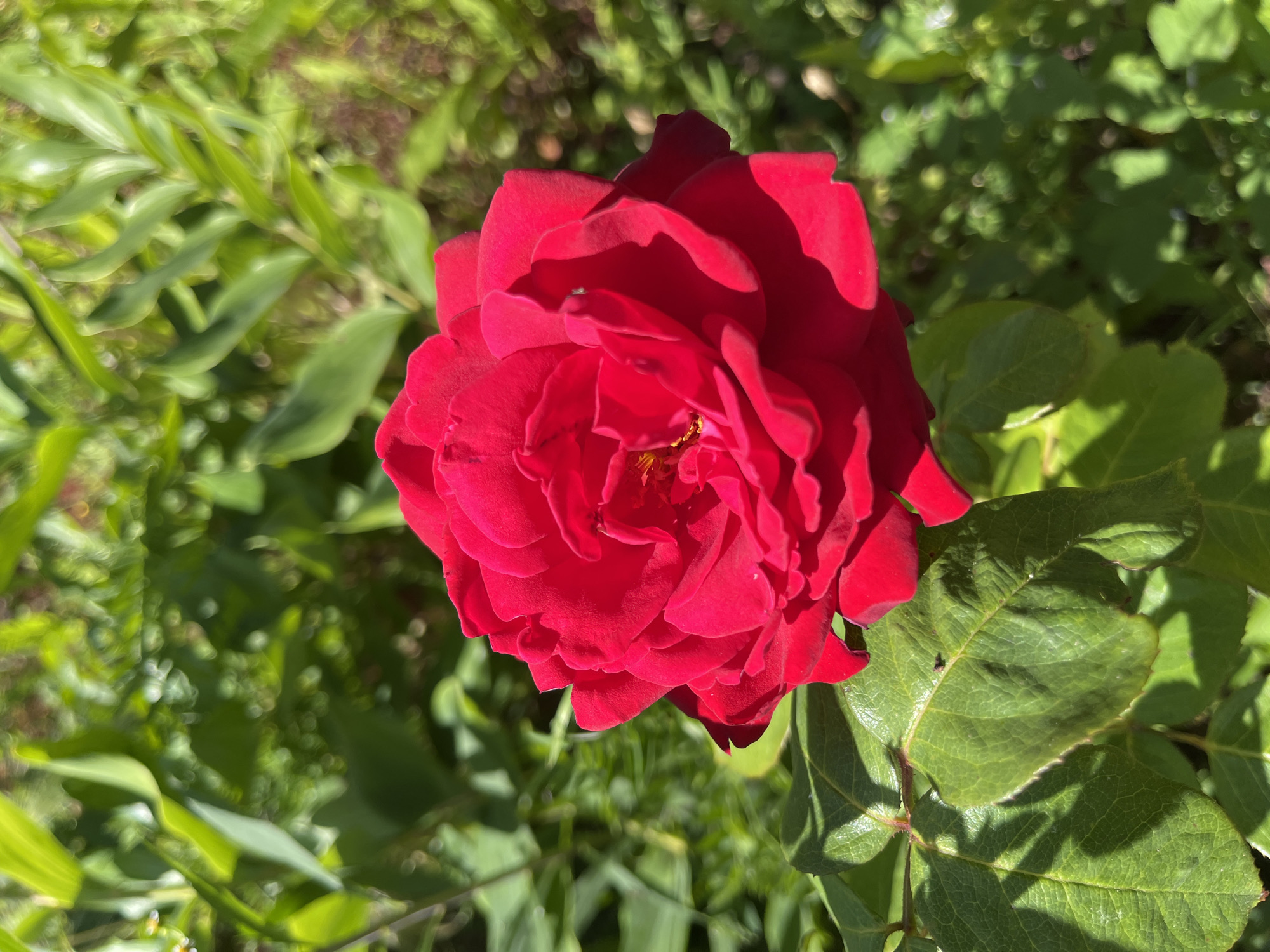 A close-up shot captures a vibrant red rose in full bloom, positioned slightly to the left of the frame. The rose's petals are a deep crimson, with subtle variations in shade and delicate folds creating a sense of depth and texture. Sunlight illuminates the flower, casting soft shadows within its petals and highlighting its velvety surface. Surrounding the rose is a lush, green foliage. The leaves are a deep emerald green, with visible veins and serrated edges. They are bathed in natural sunlight, some casting distinct shadows onto others. The background is a soft blur of green and brown, suggesting a garden setting with other plants and possibly dappled sunlight. The overall impression is one of natural beauty and tranquility. The scene is located in Dunilavichy rural council, Belarus.