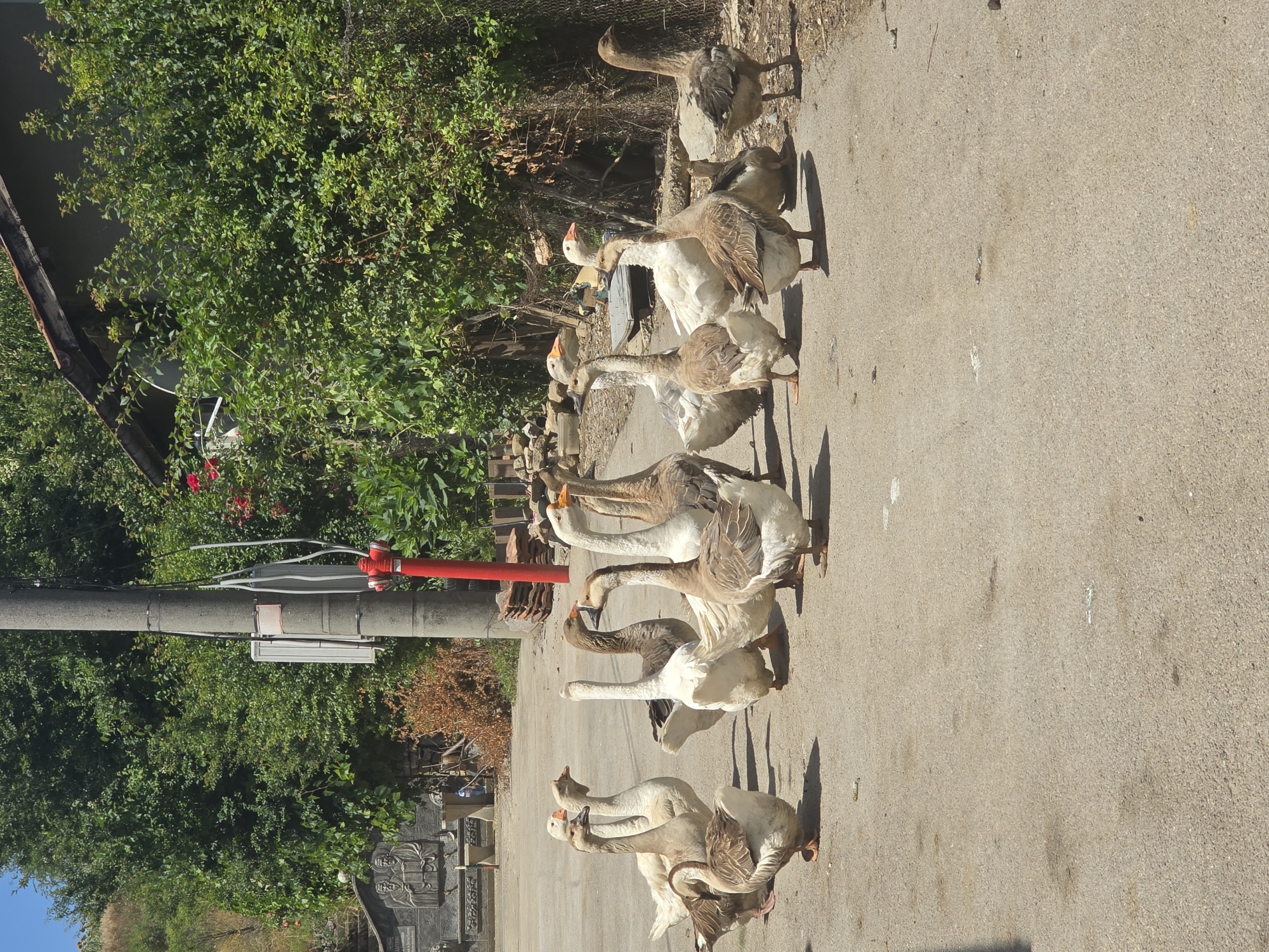 A flock of approximately twelve geese, a mix of white and brown, are gathered on a paved surface, likely a road or courtyard, in Golyanovtsi, Bulgaria. The geese are in various poses, some standing, others appearing to converse. In the background, a light-colored building with a dark roof is visible, partially obscured by dense green foliage. A red fire hydrant and a utility pole with wires are also prominent features of the environment. To the left of the scene, a carved stone relief depicting two figures can be seen. The overall setting appears to be rural or semi-rural, under a clear blue sky.
