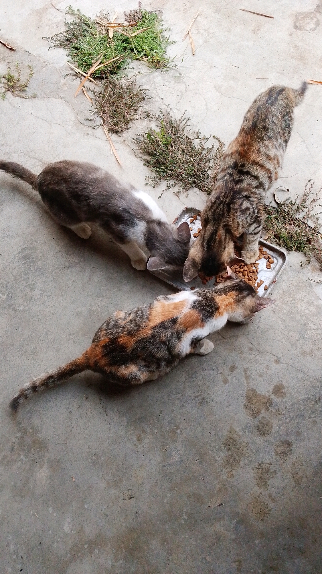 Three cats are eating from a metal food bowl on a concrete surface. The cat on the left is grey and white, the cat in the middle is tabby, and the cat on the right is calico. There are some dried plants and twigs scattered on the concrete around the cats. The scene appears to be outdoors, possibly in a yard or alleyway in Plemahan, Indonesia.