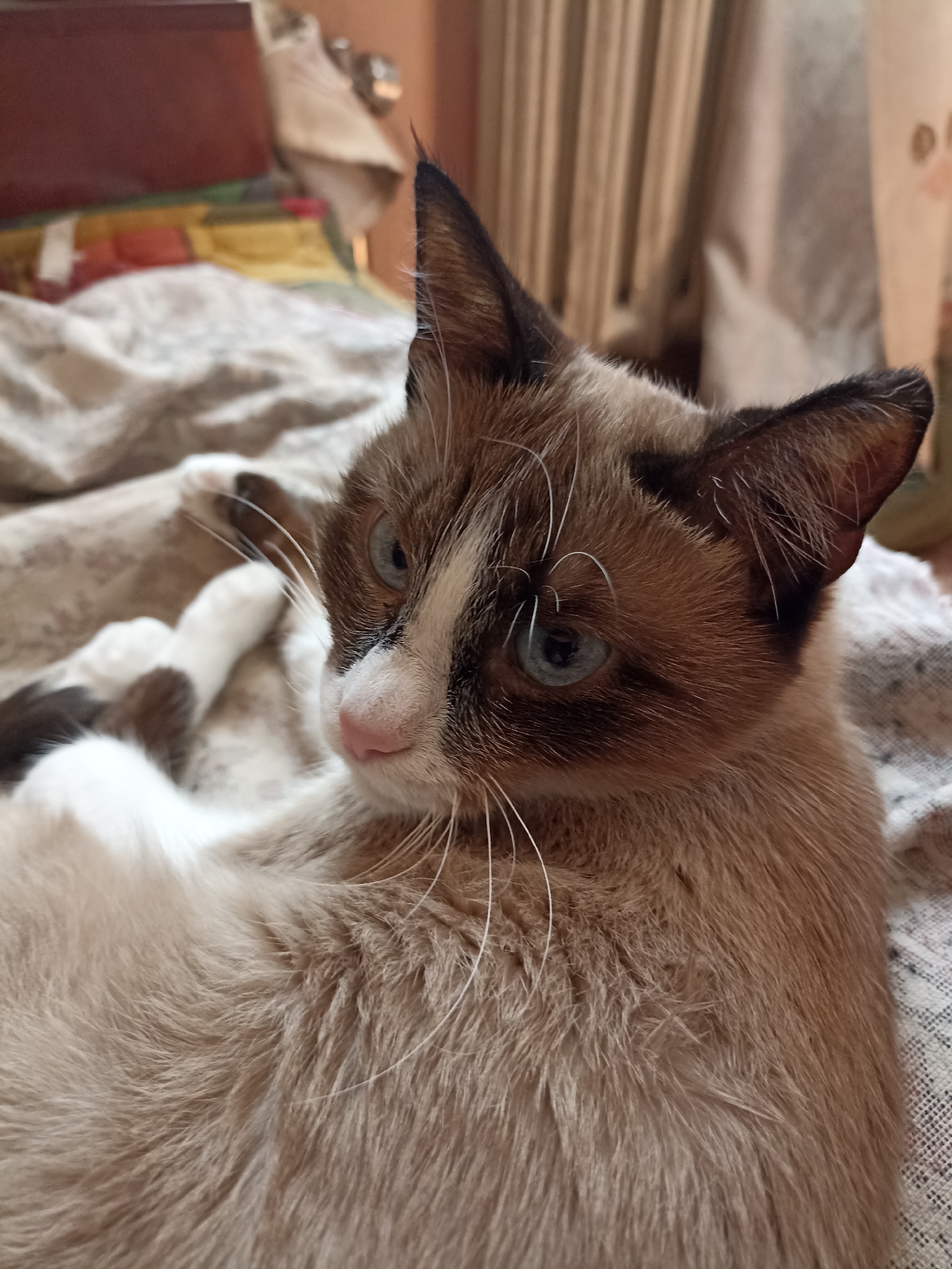 The image is a close-up, eye-level shot of a Siamese cat with blue eyes, resting on a patterned blanket indoors. The cat's fur is a mix of cream and brown, with darker points on its ears and face. Its paws are visible, with one paw resting on its chest. The background is blurred, showing what appears to be a wooden headboard of a bed and a radiator. There is no indication of the city of Bishkek City, Kyrgyzstan, or any other urban environment within the image.