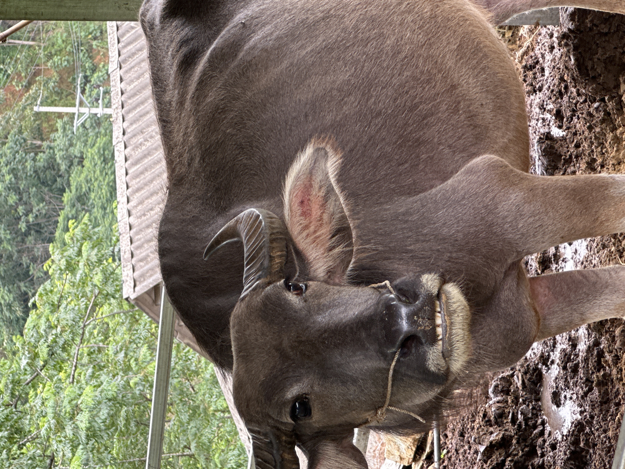 A large, dark grey-brown water buffalo stands in a muddy enclosure within Dế Xu Phình, Vietnam. The buffalo, facing towards the viewer, exhibits dark eyes and short, curved horns. A thin, light-colored rope is secured around its snout and lower jaw, forming a halter. Its lower front teeth are exposed. A reddish, circular lesion is visible on the inner fold of its right ear. The ground beneath the animal is deeply muddy, with standing water and uneven terrain. In the background, lush green trees dominate the upper-left, while a weathered, corrugated metal roof is visible behind the buffalo's body. Further to the right, a utility pole with cross arms and wires rises against a backdrop of distant greenery. A silver-colored metal bar or railing spans horizontally in the mid-ground.