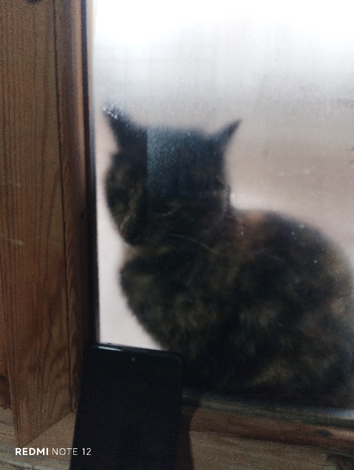 This image, captured in Beshtam, Uzbekistan, depicts a tortoiseshell cat viewed through a translucent pane, possibly frosted glass or plastic. The cat, appearing dark with indistinct markings, is seated and faces to the left, its silhouette softened by the pane. Its head and upper body are visible, with ears pointed upwards. To the left of the pane, a vertical wooden frame is present. A black smartphone, identified by the "REDMI NOTE 12" watermark at the bottom left, rests horizontally on a surface in the foreground, positioned below and slightly in front of the pane, partially obscuring the lower portion of the cat's body. The background beyond the pane is brightly diffused, providing no specific environmental details.