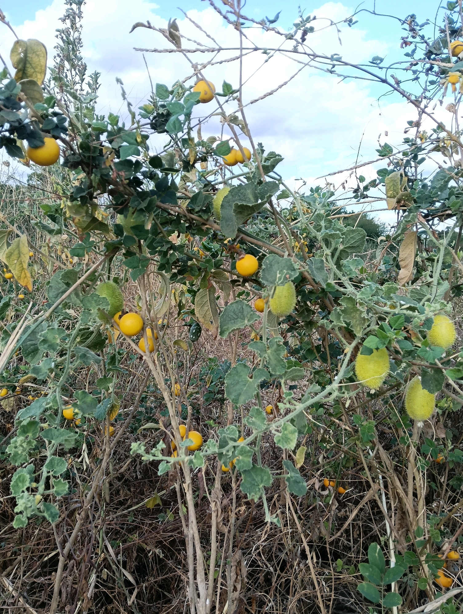 The image depicts a dense thicket of vegetation laden with small, round, yellow fruits and spiky, oblong, yellowish-green fruits. The plants have green leaves, some of which appear dried and yellowed, growing on thin, woody stems. The overall scene is overgrown and appears to be in a natural or semi-natural environment, consistent with the rural setting of Mutitu/Kaliku Ward, Kenya. The sky above is visible with scattered clouds. No people or animals are present in the image. The ground is covered in dry foliage and branches, suggesting a somewhat arid or dry season condition. The lighting suggests it is daytime.